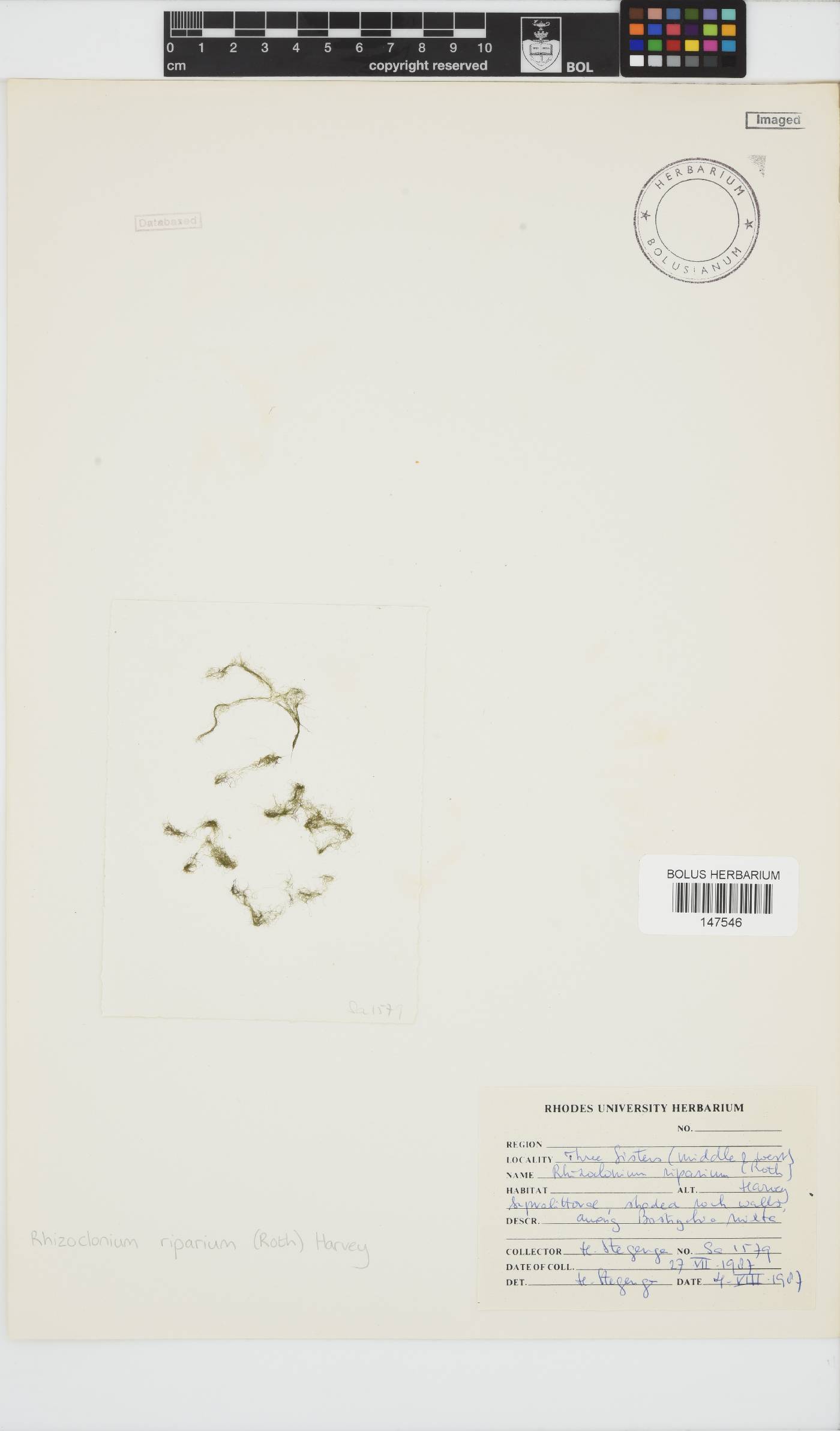 Rhizoclonium riparium image