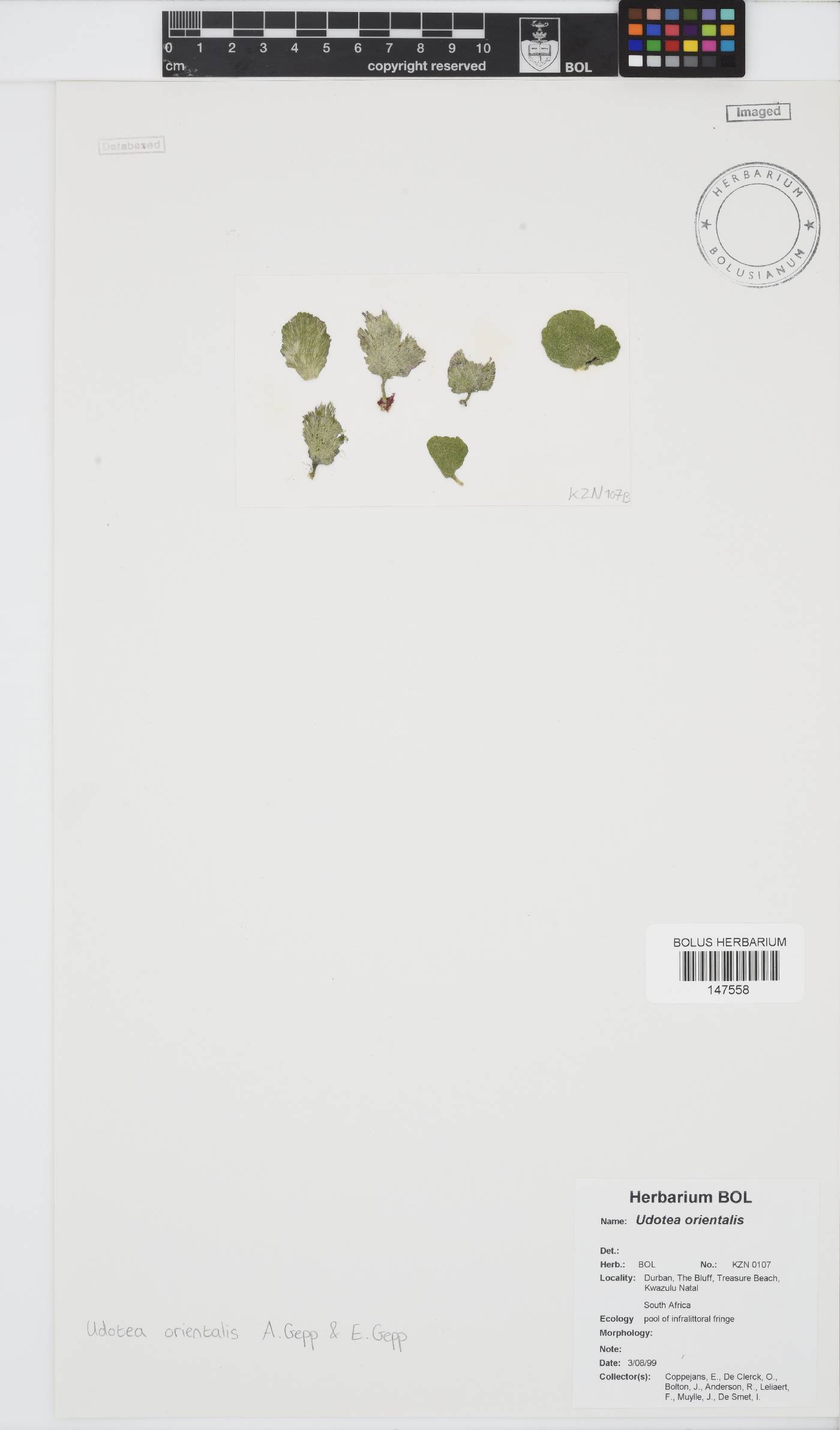 Udoteaceae image