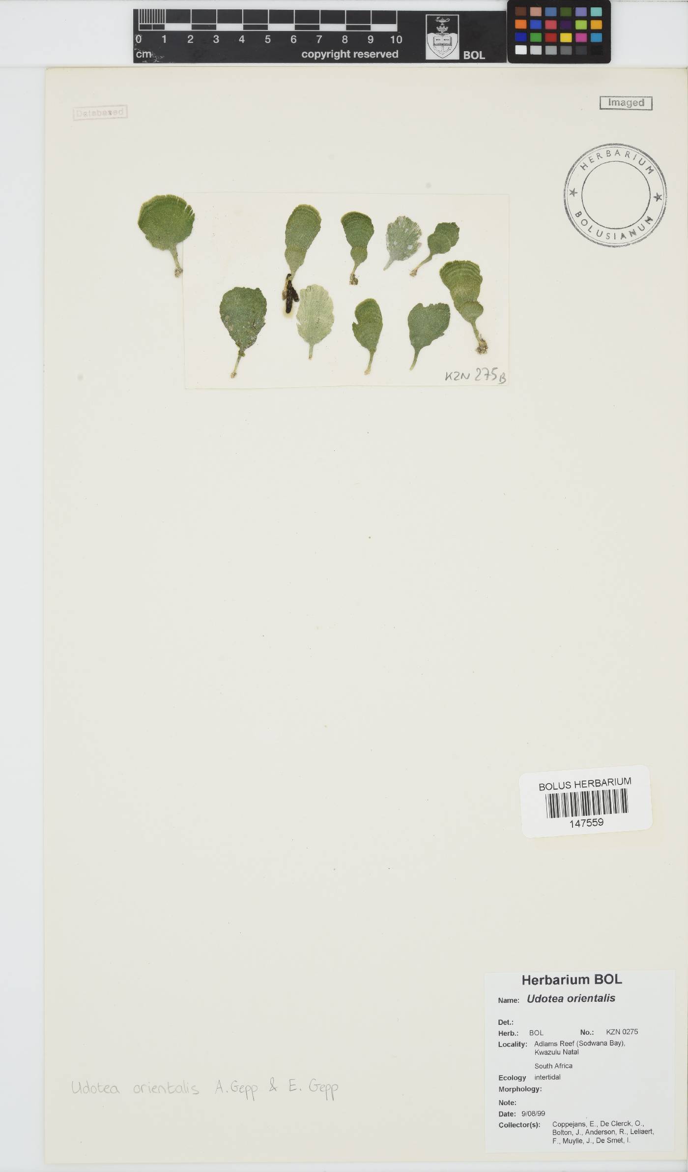 Udotea orientalis image