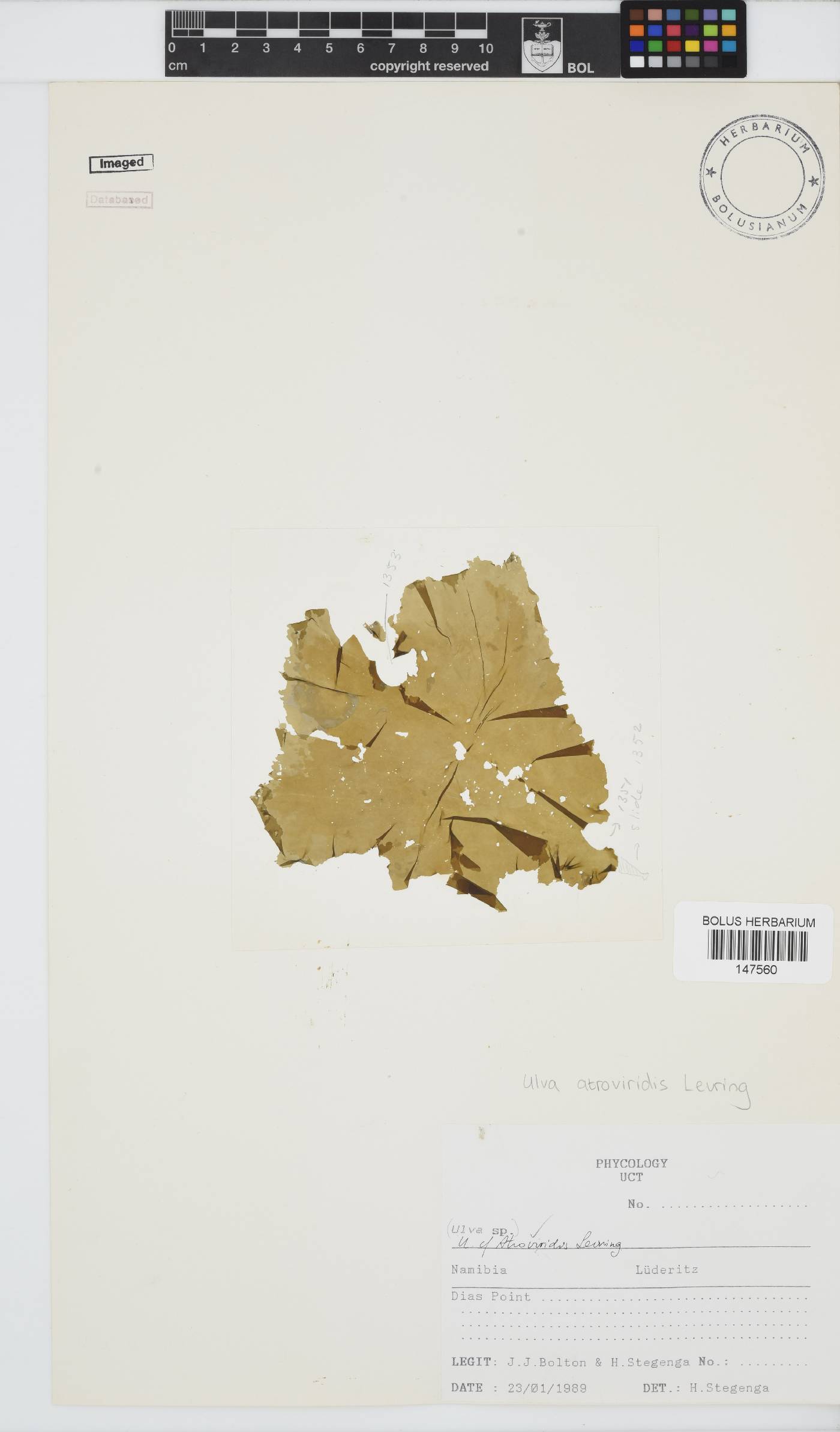 Ulva atroviridis image