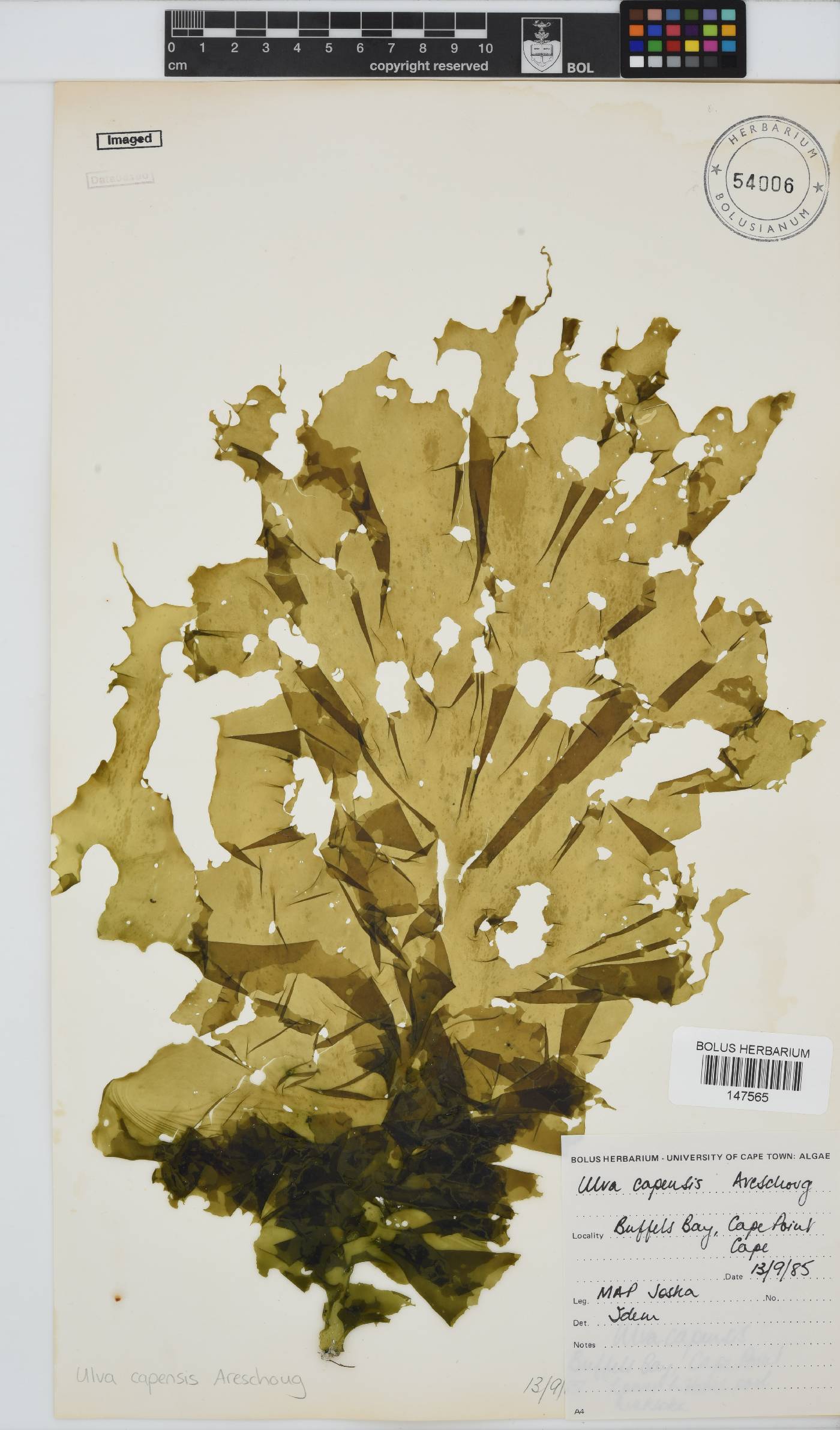 Ulva uncialis image