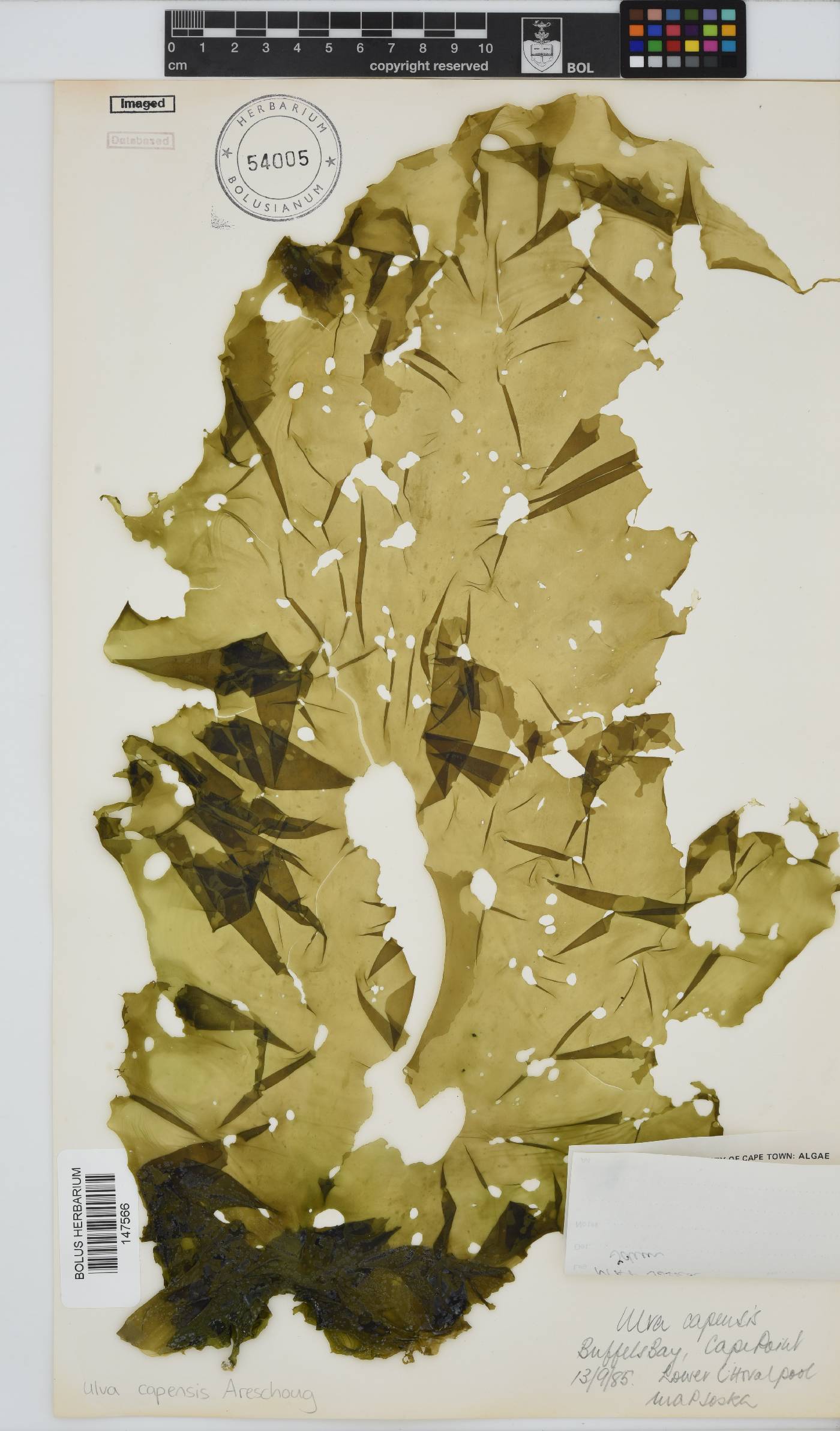 Ulva uncialis image