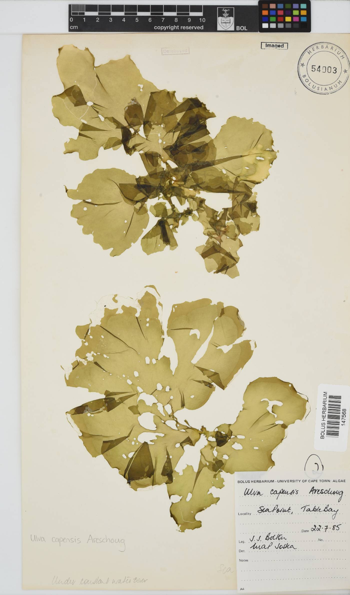 Ulvaceae image