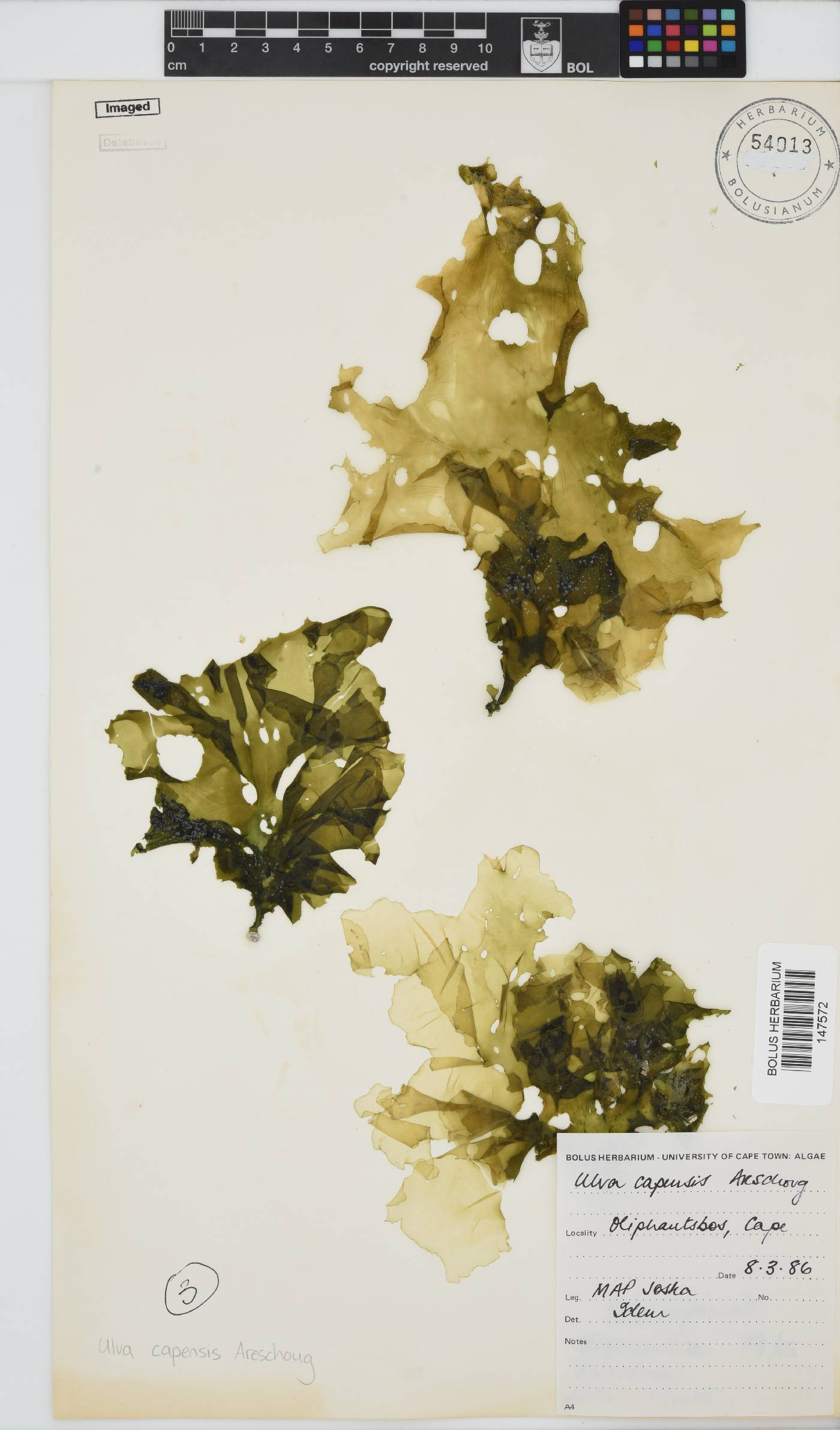 Ulva uncialis image