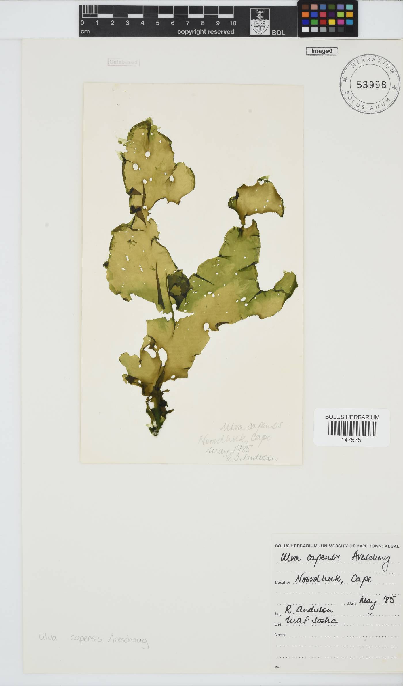 Ulva uncialis image