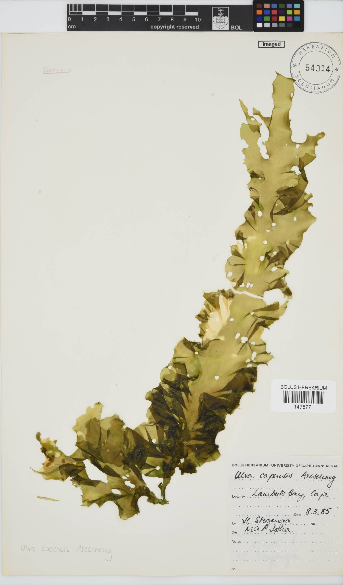 Ulva uncialis image