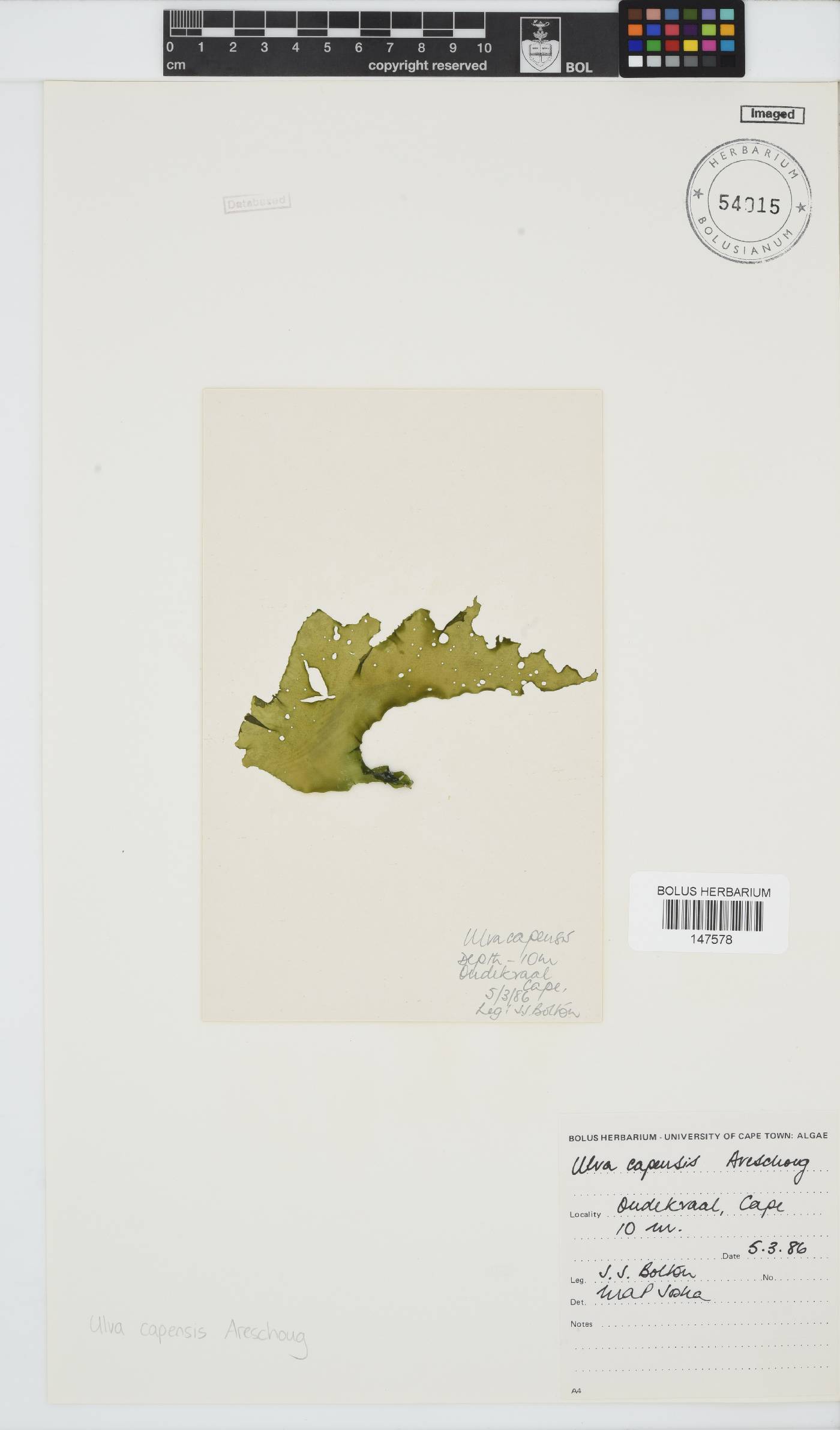 Ulva uncialis image