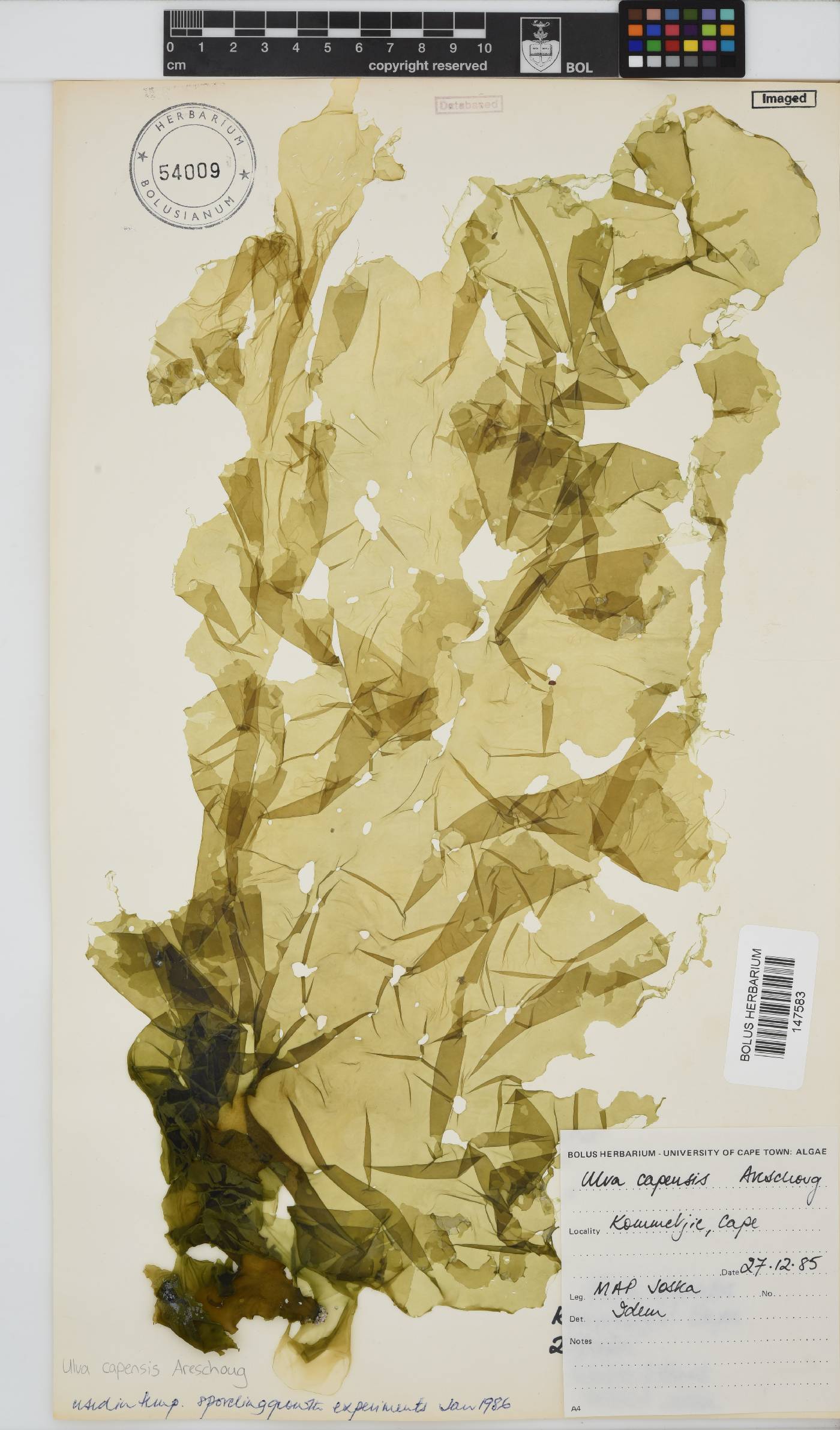Ulva uncialis image