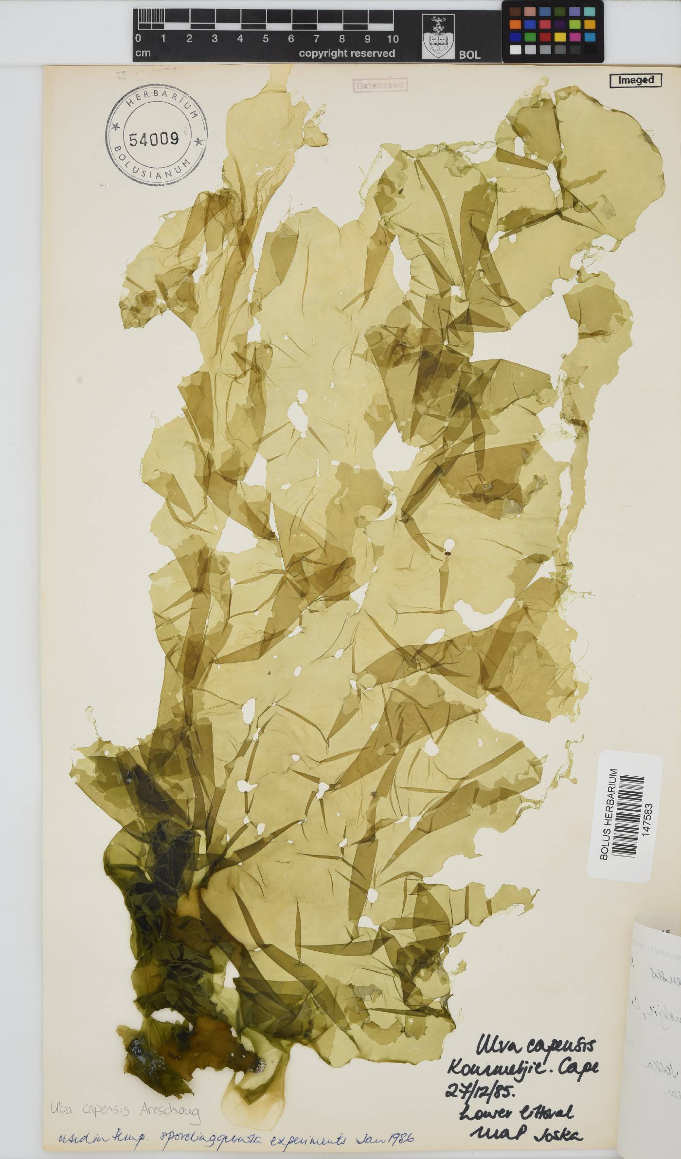 Ulva uncialis image