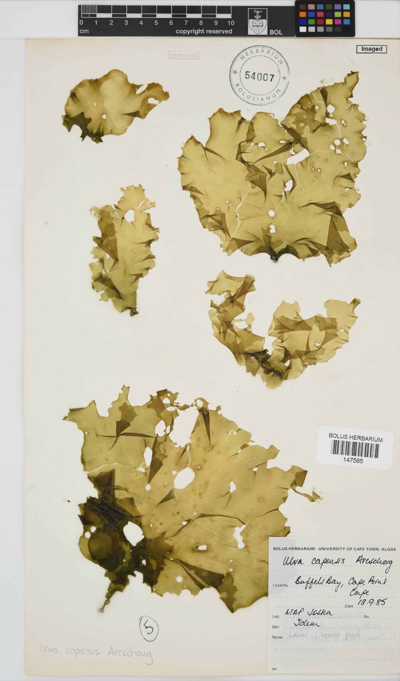 Ulva uncialis image