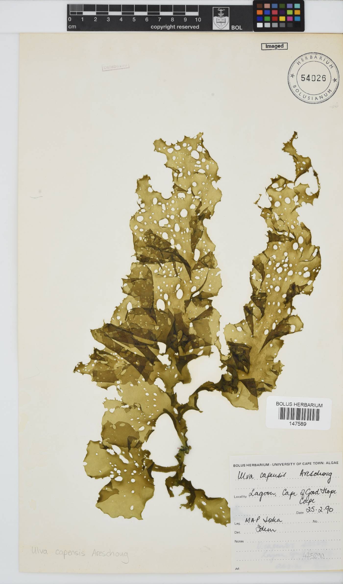 Ulva uncialis image