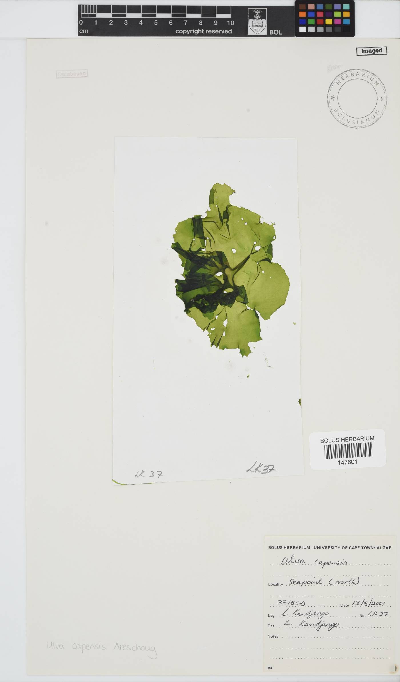 Ulvaceae image