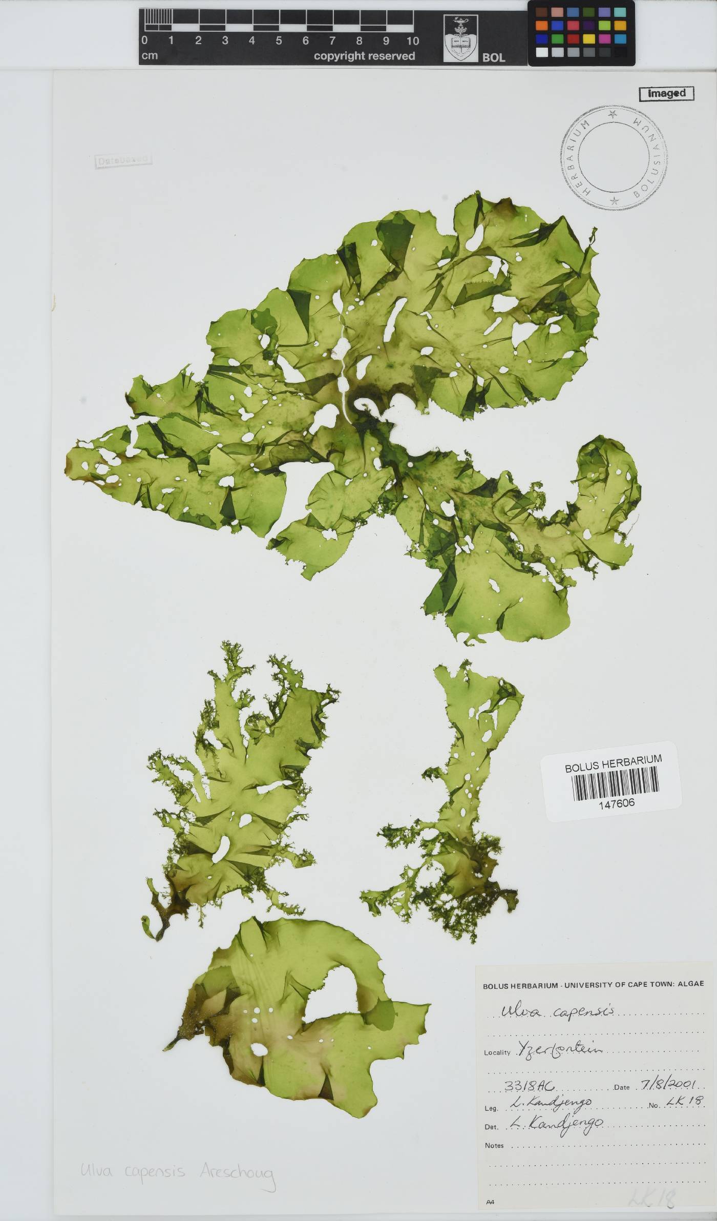 Ulva uncialis image