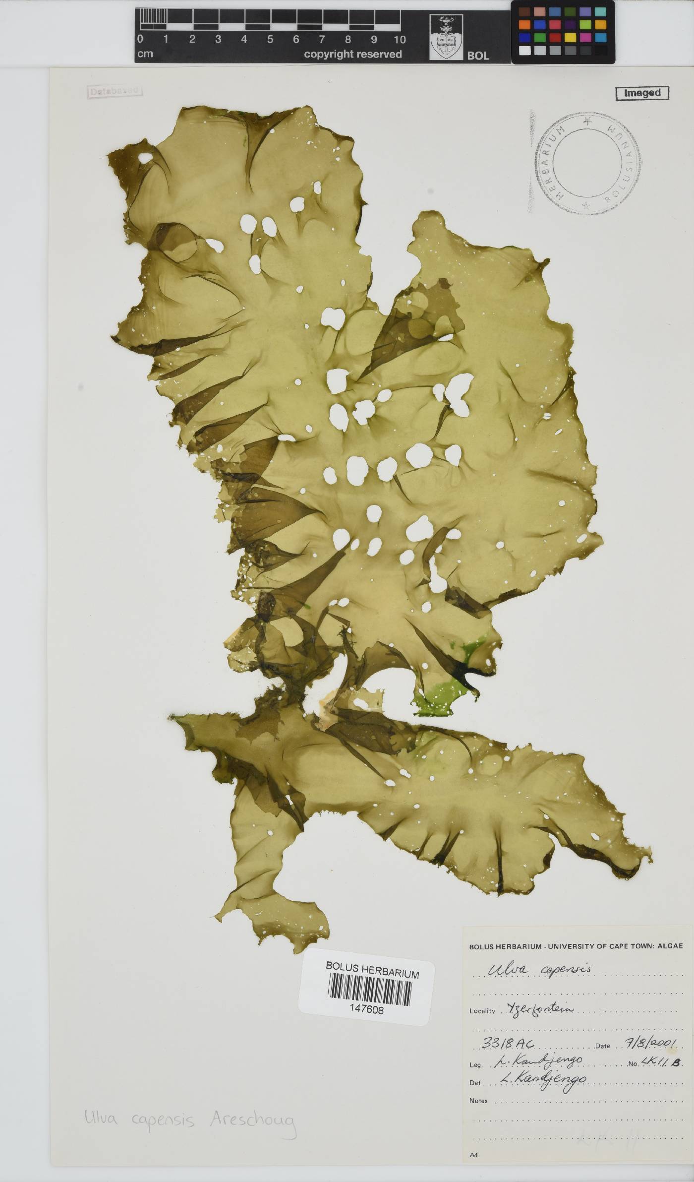 Ulva uncialis image