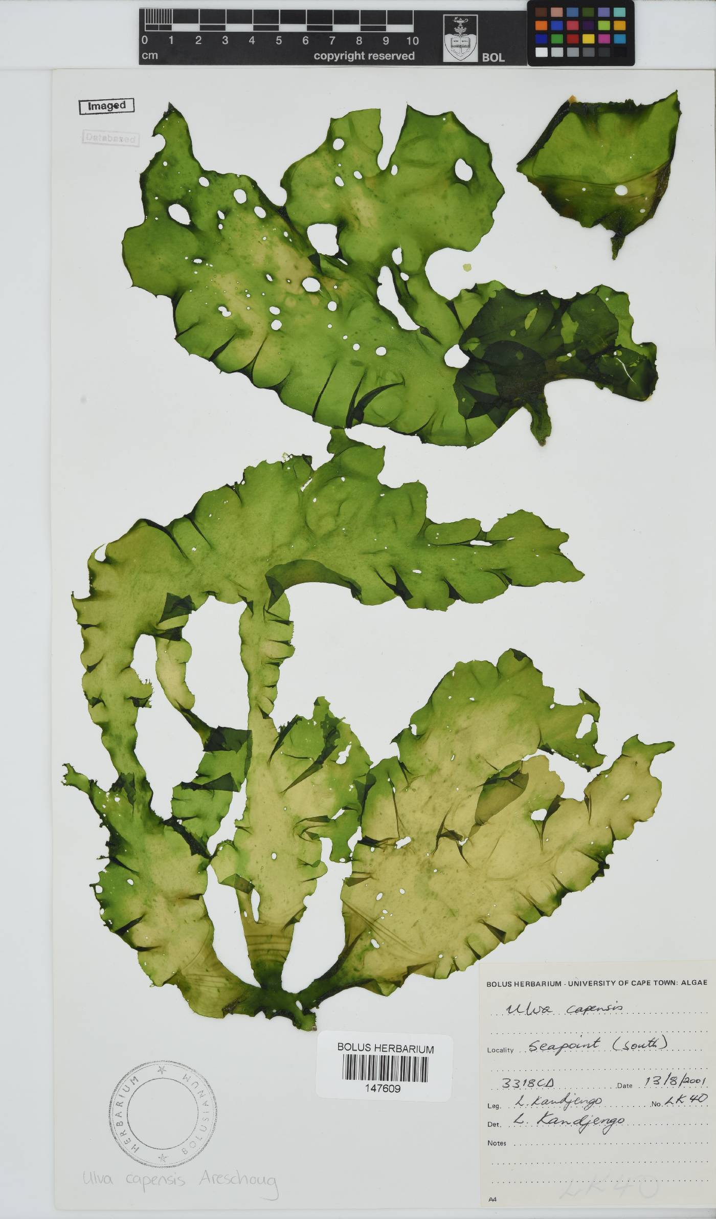 Ulva uncialis image