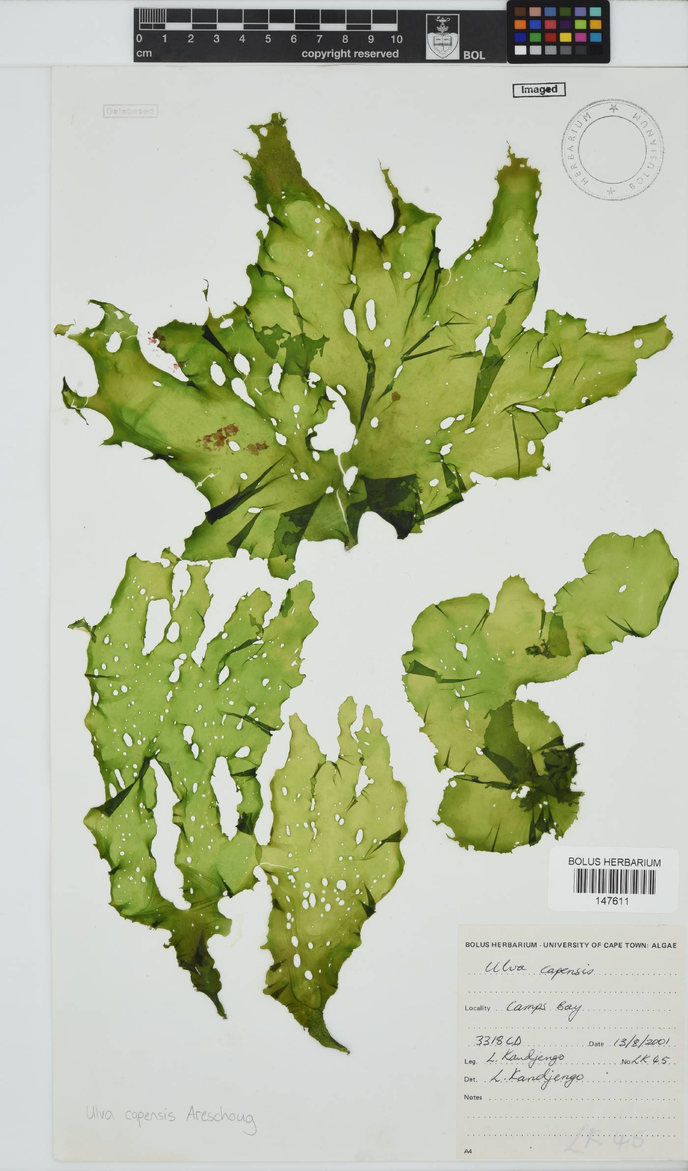 Ulva uncialis image