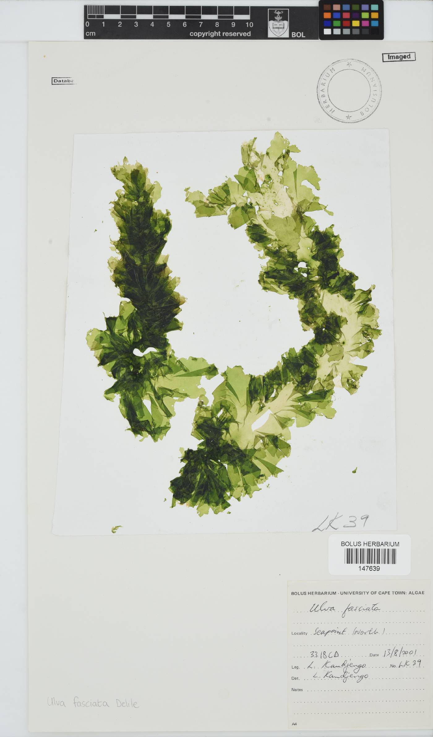 Ulva fasciata image