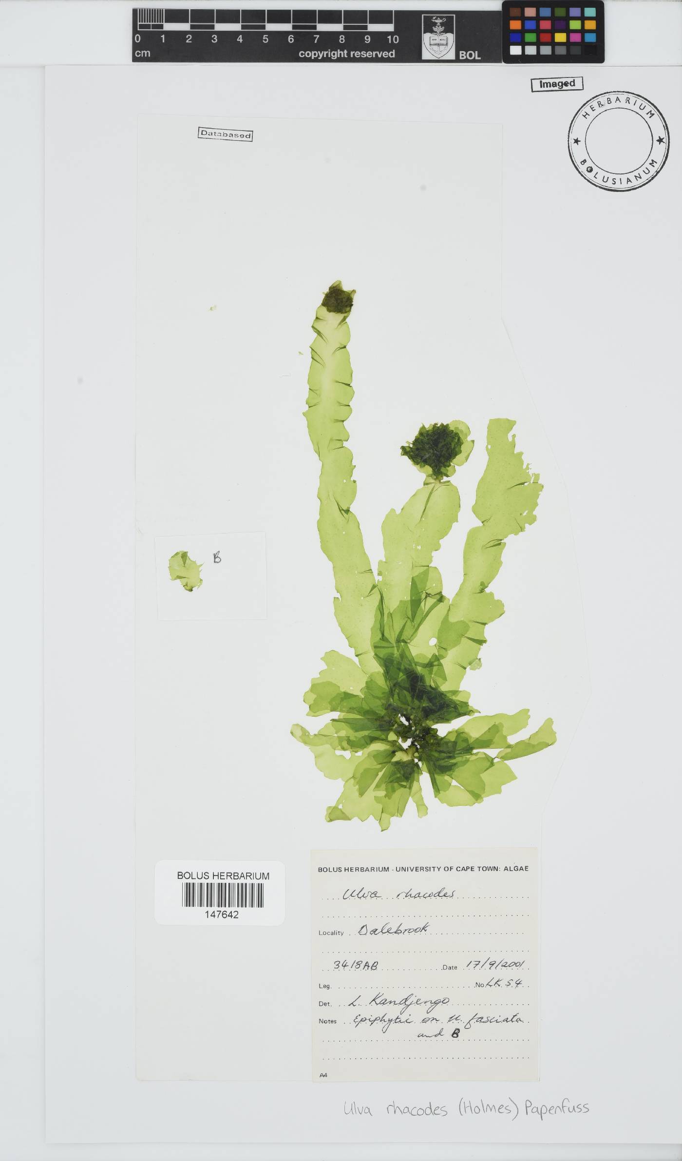 Ulva fasciata image