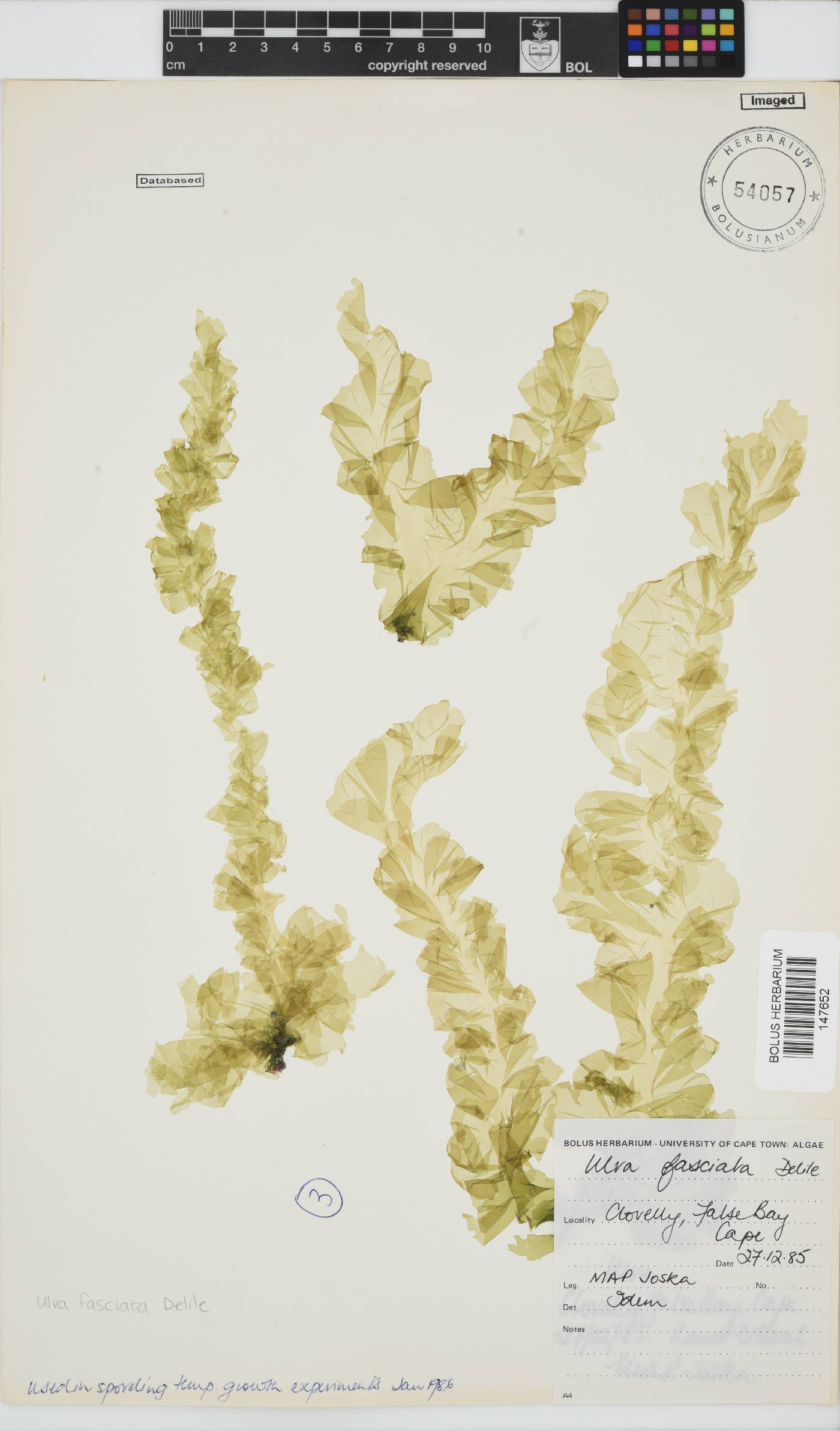 Ulva fasciata image