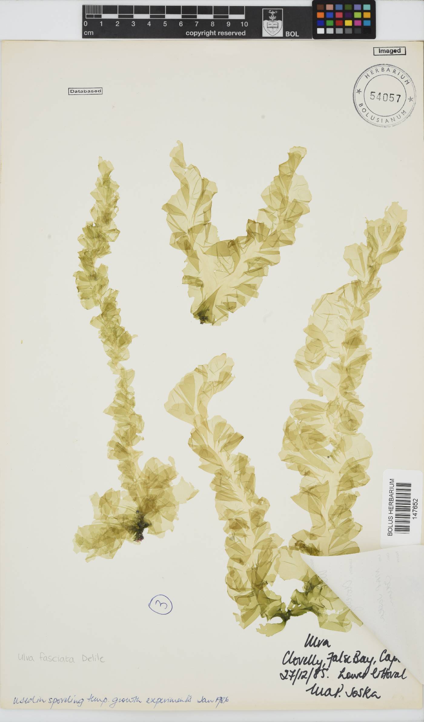 Ulva image