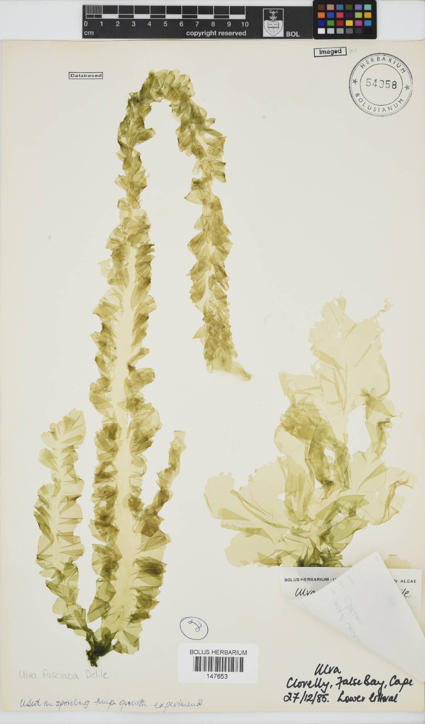 Ulva fasciata image