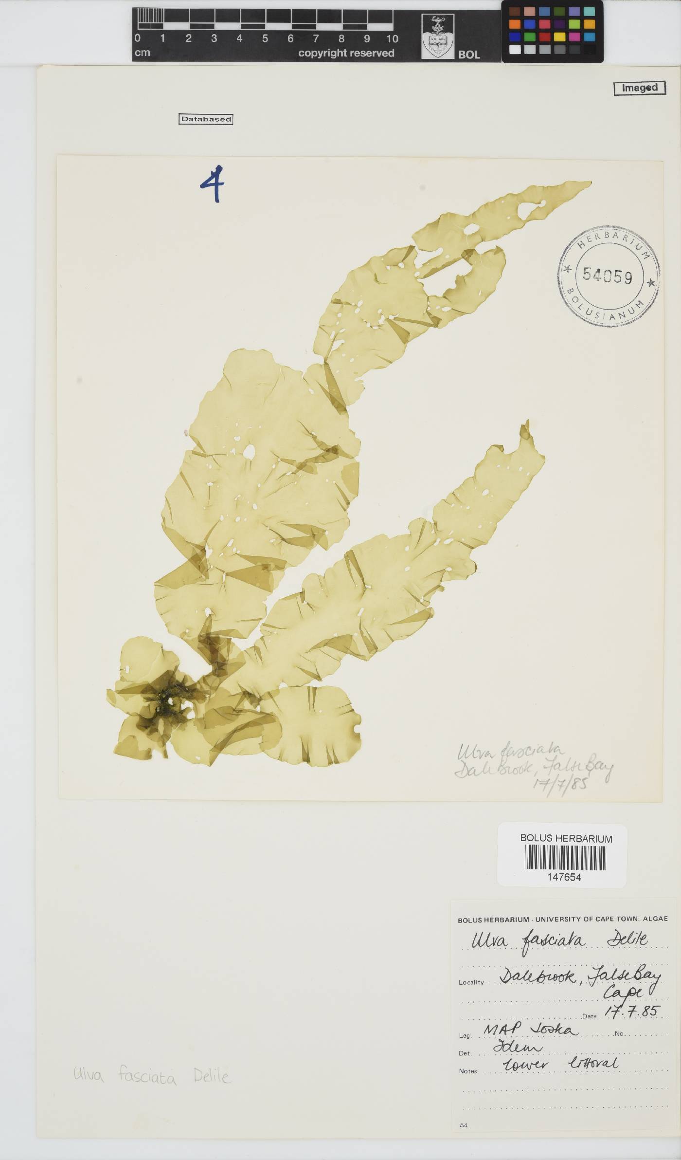 Ulva fasciata image