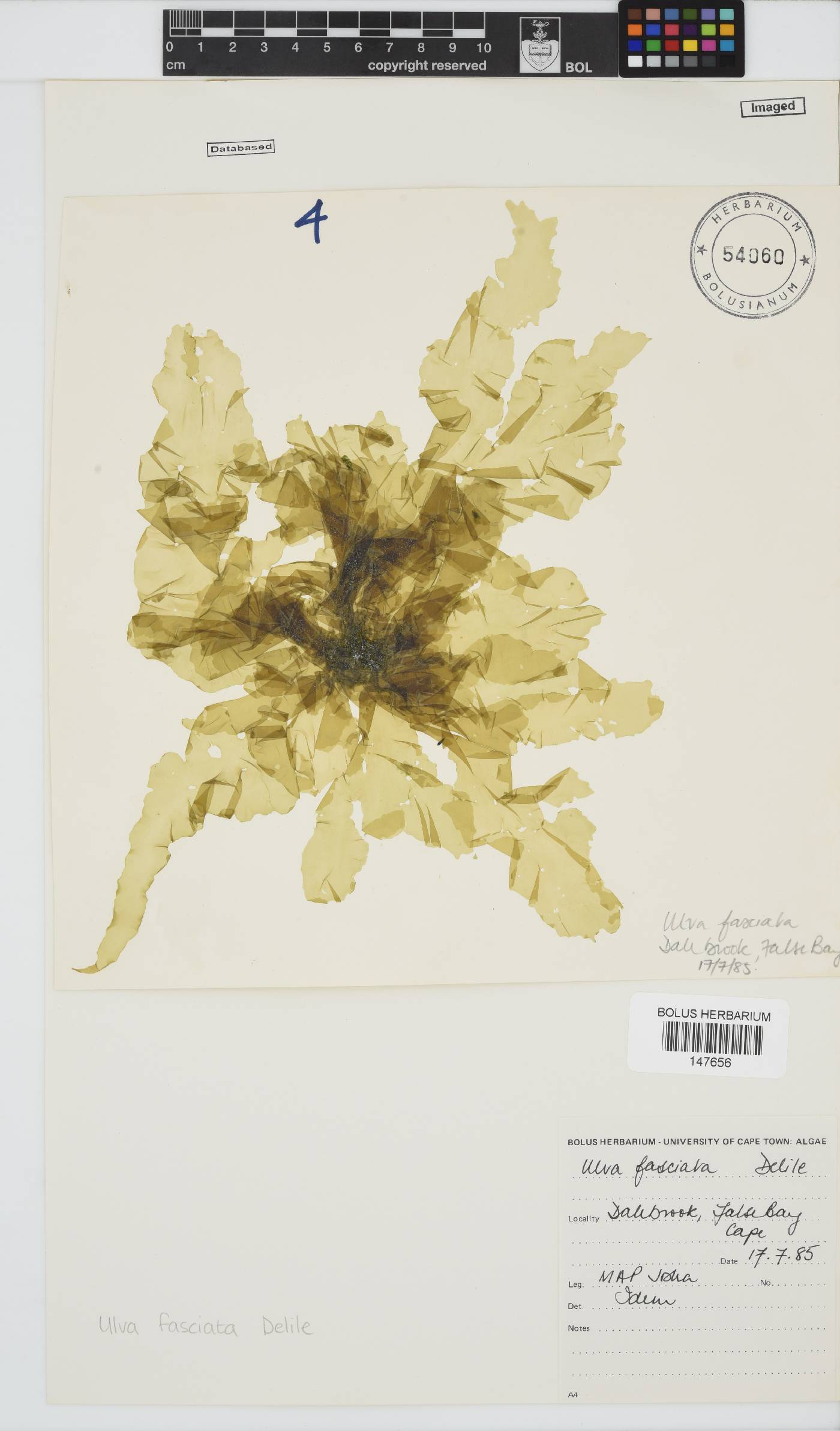 Ulva fasciata image