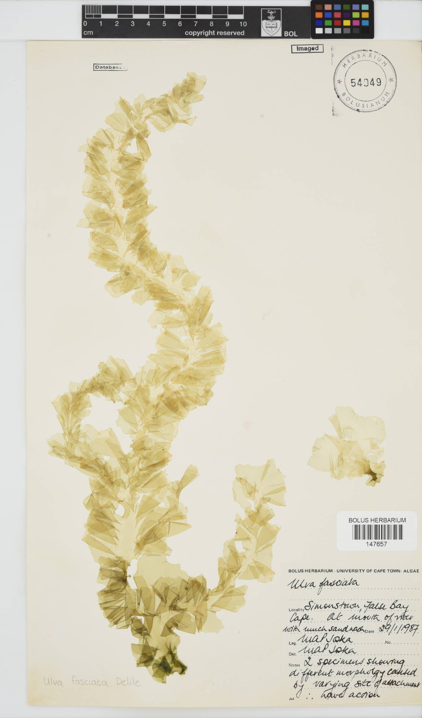 Ulva fasciata image