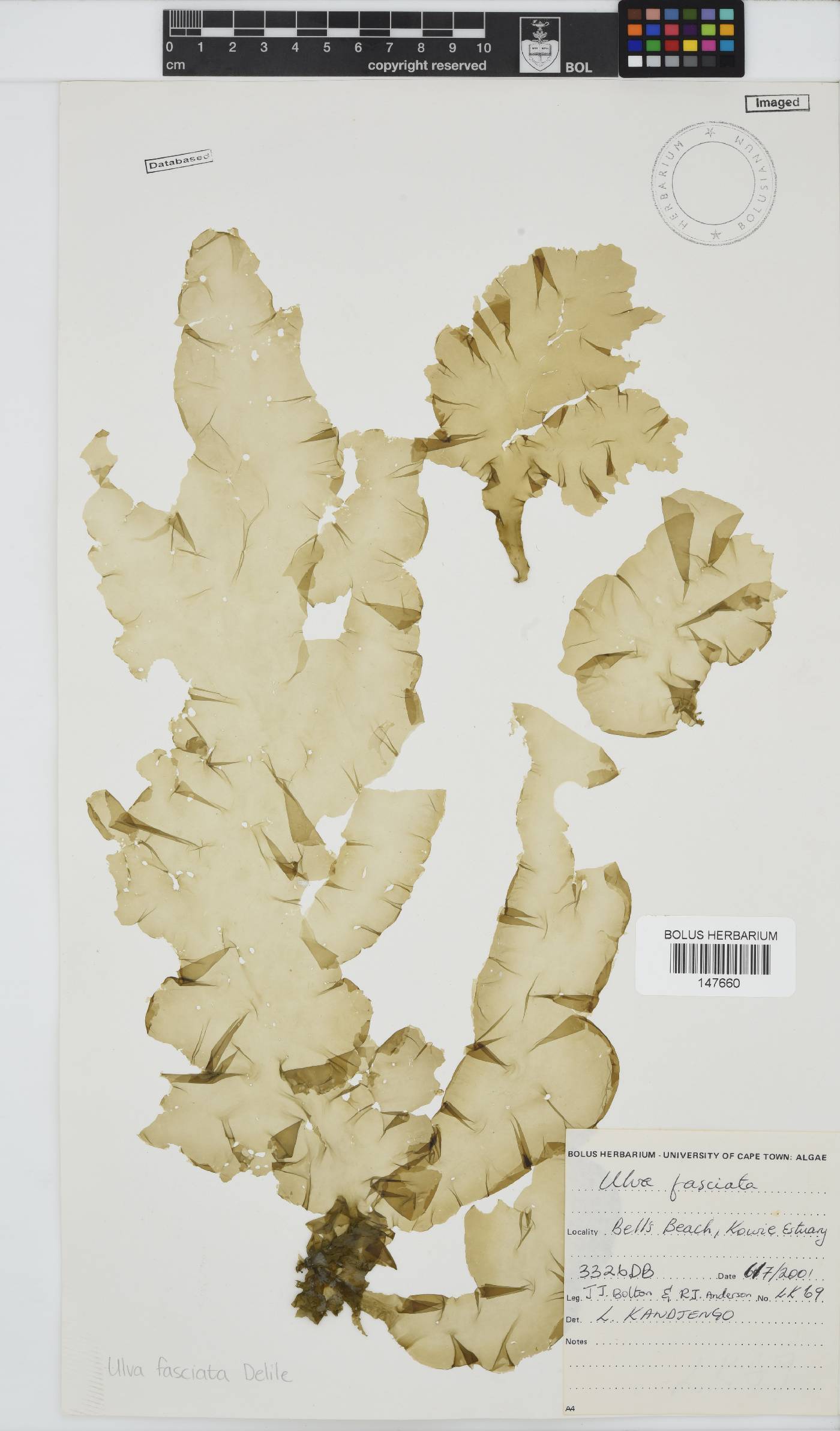 Ulva fasciata image