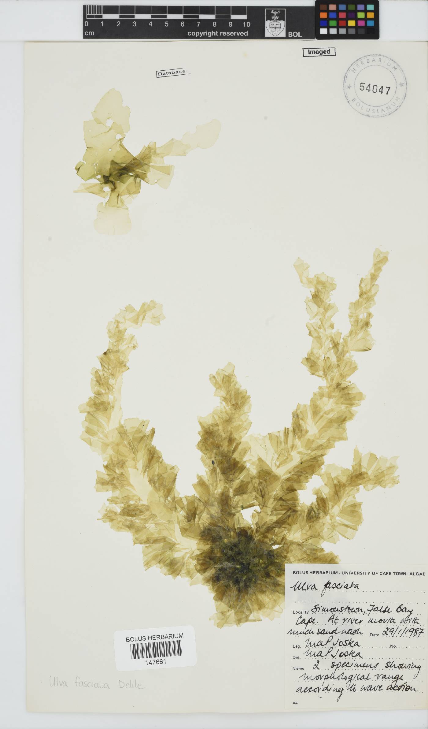 Ulva fasciata image