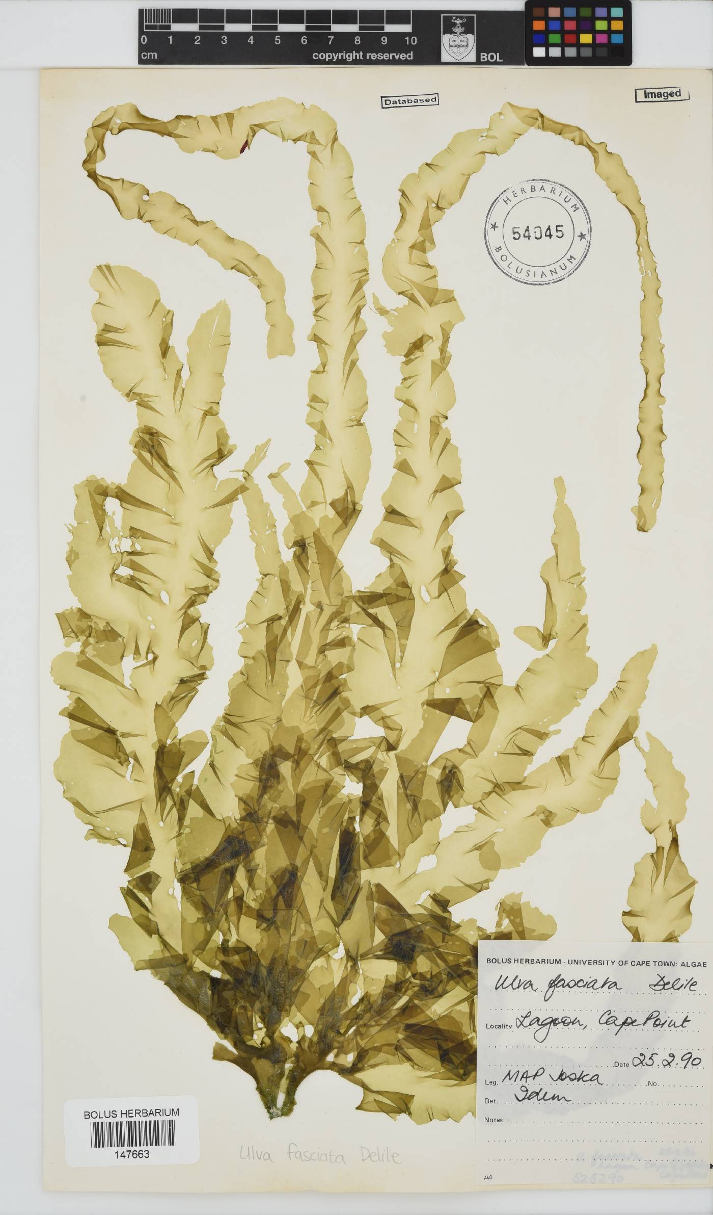 Ulva fasciata image
