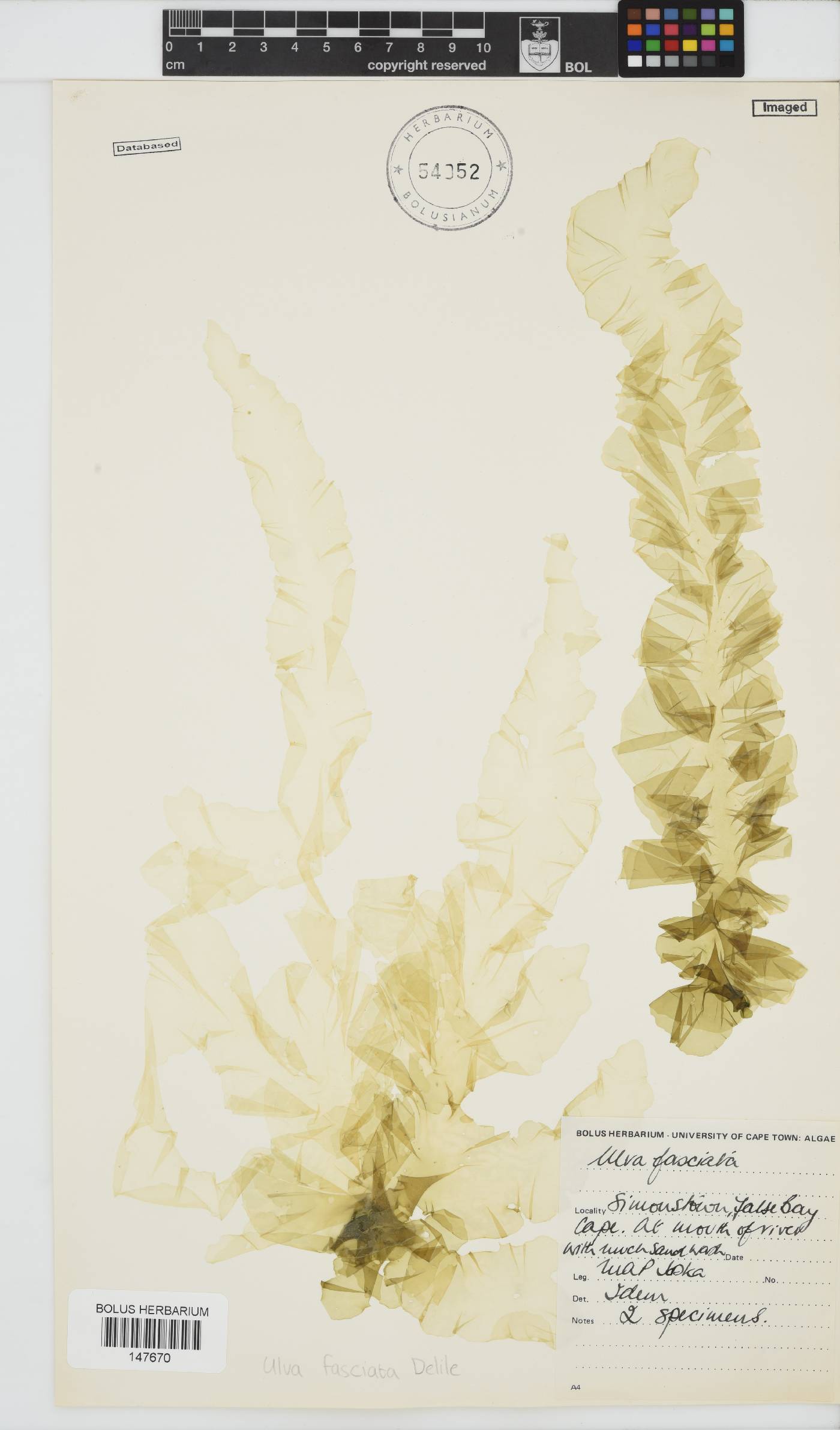Ulva fasciata image