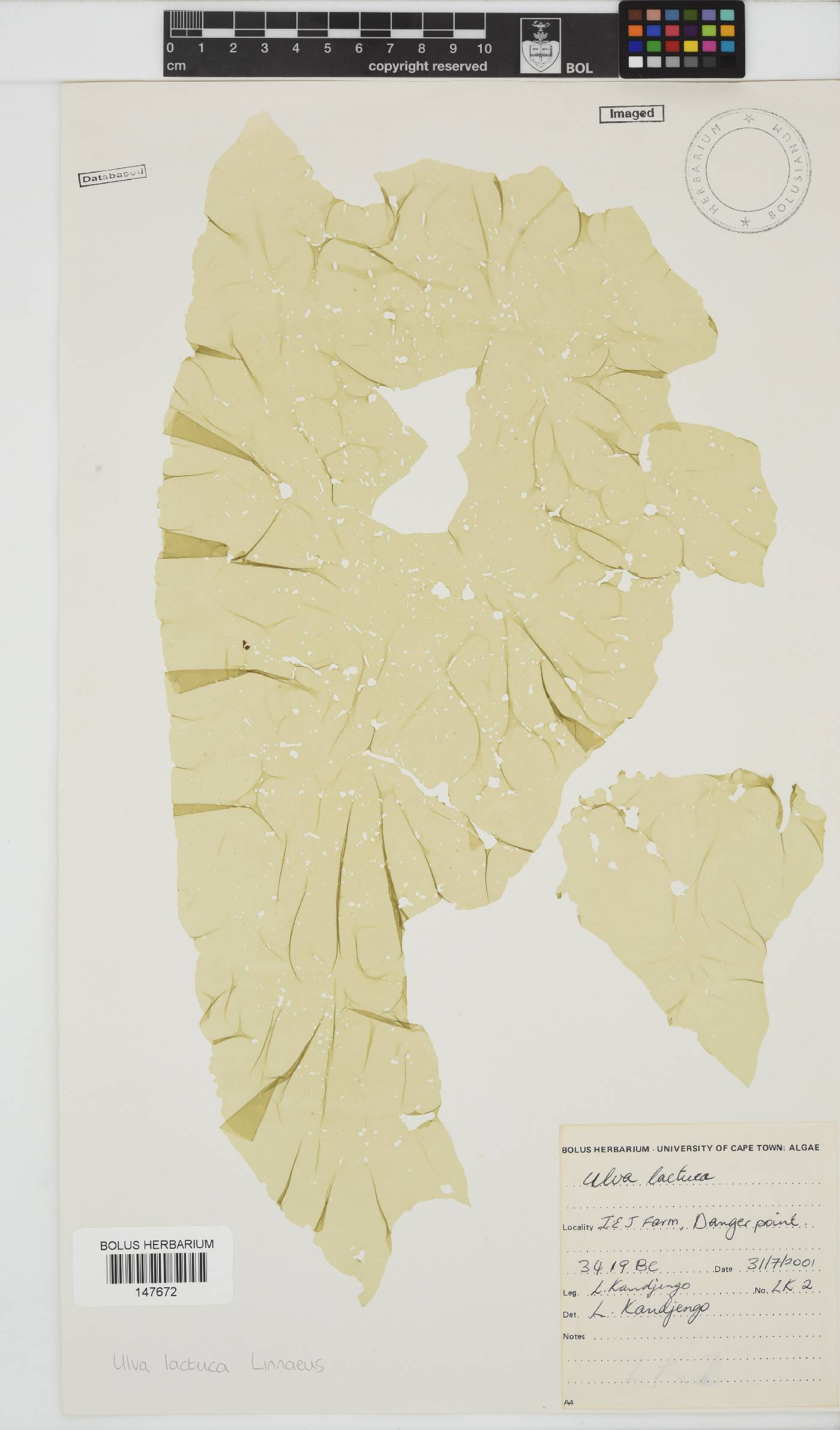 Ulva lactuca image
