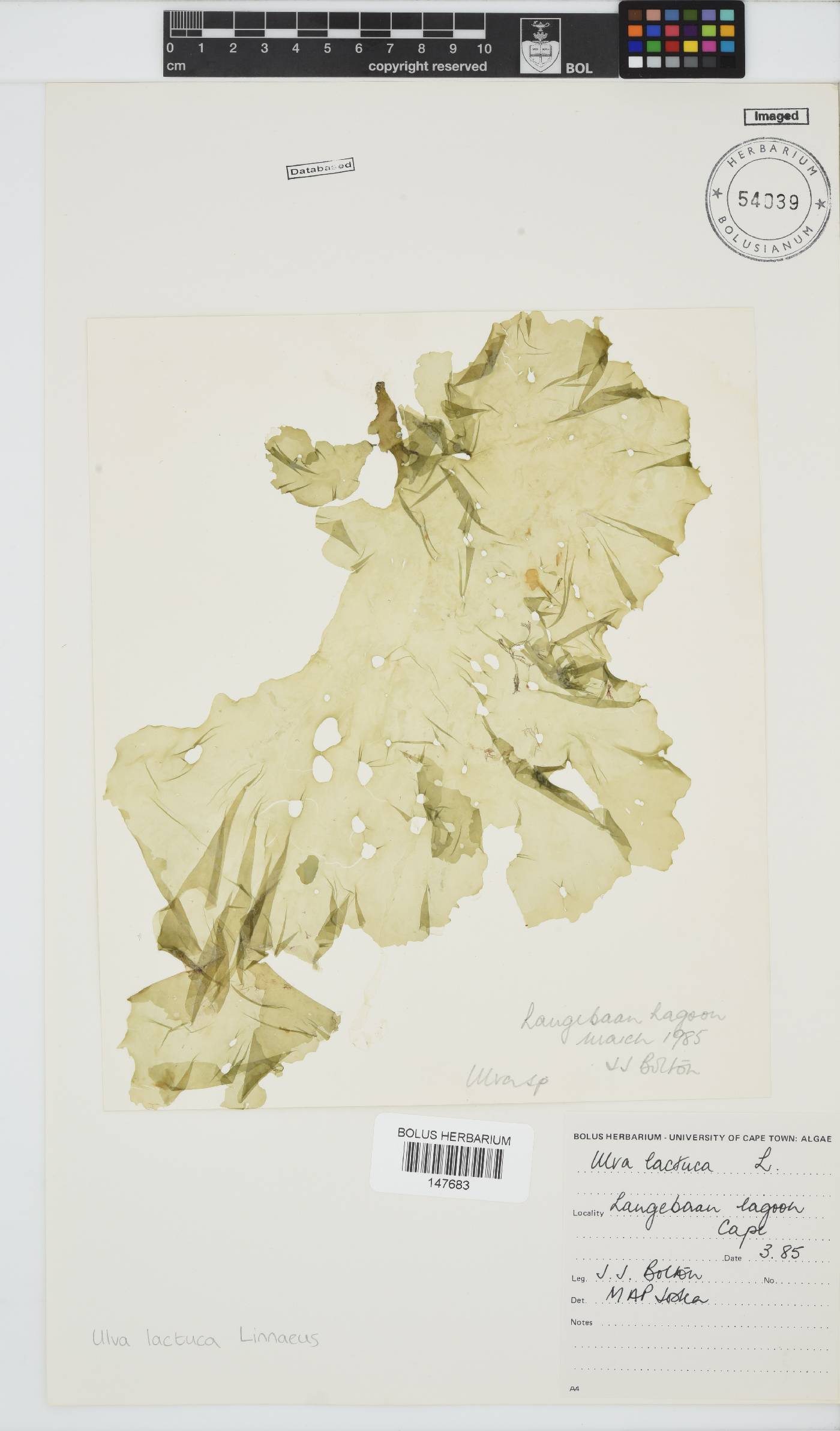Ulva lactuca image
