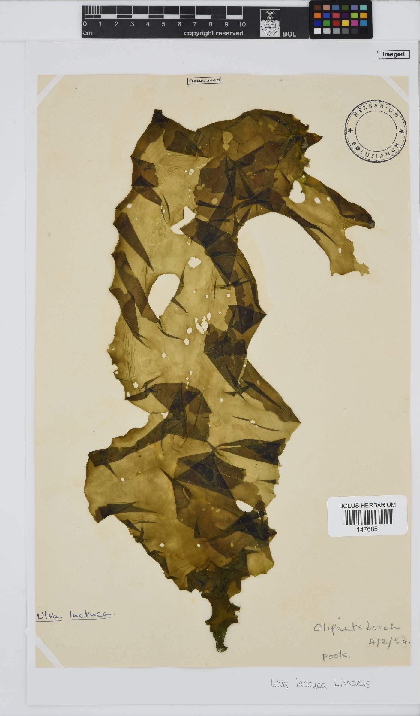 Ulva lactuca image