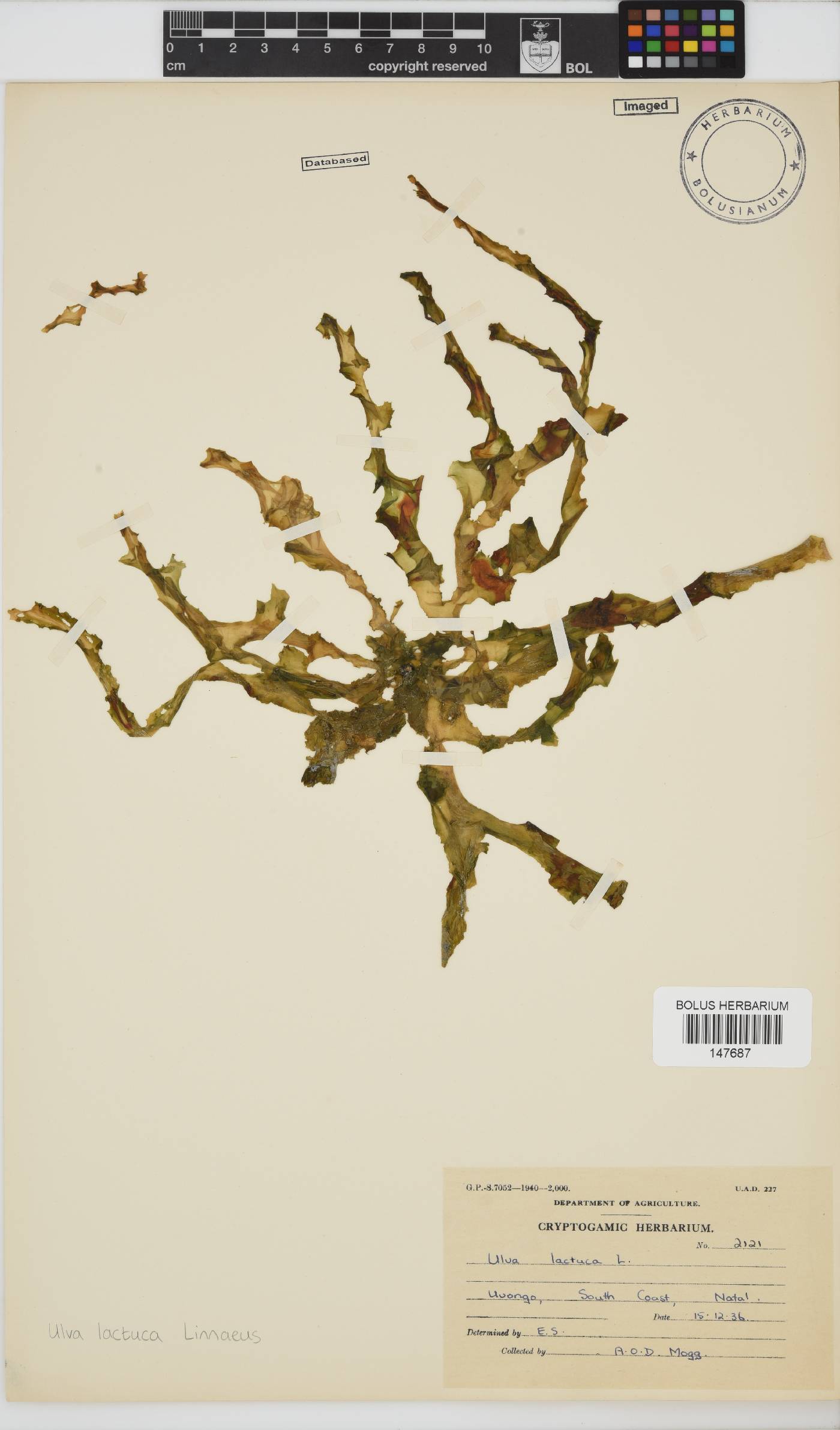 Ulva lactuca image