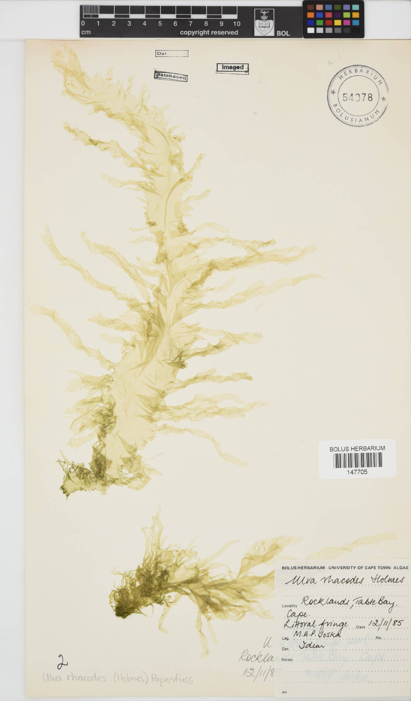 Ulva rhacodes image