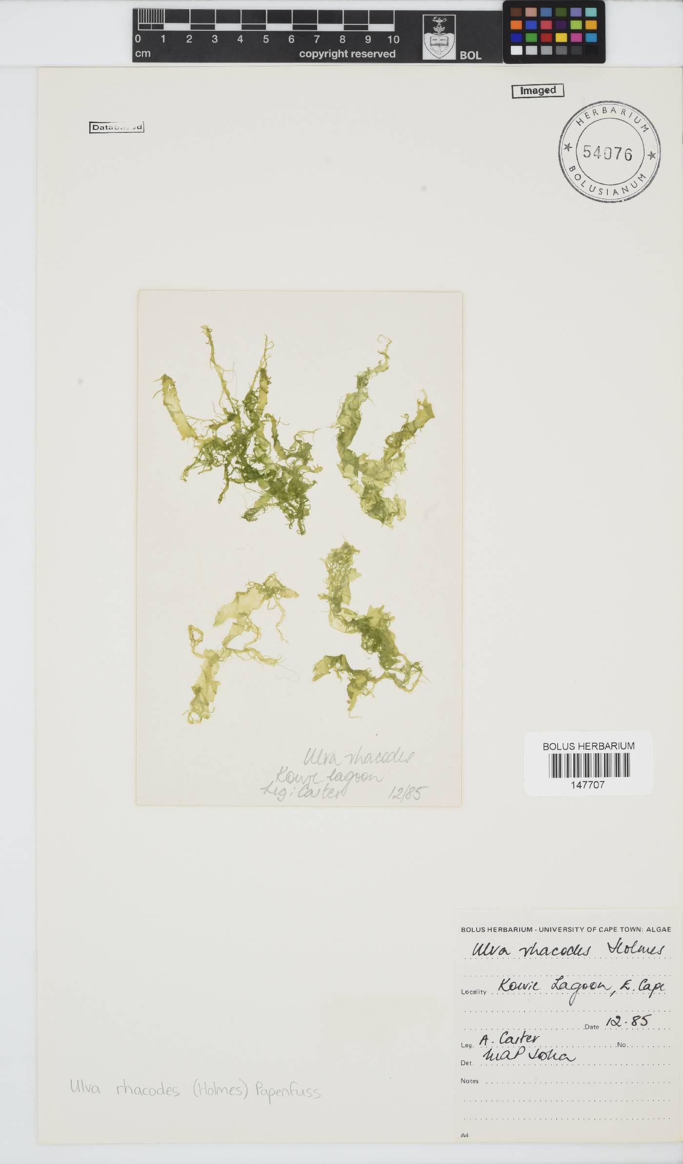Ulva rhacodes image