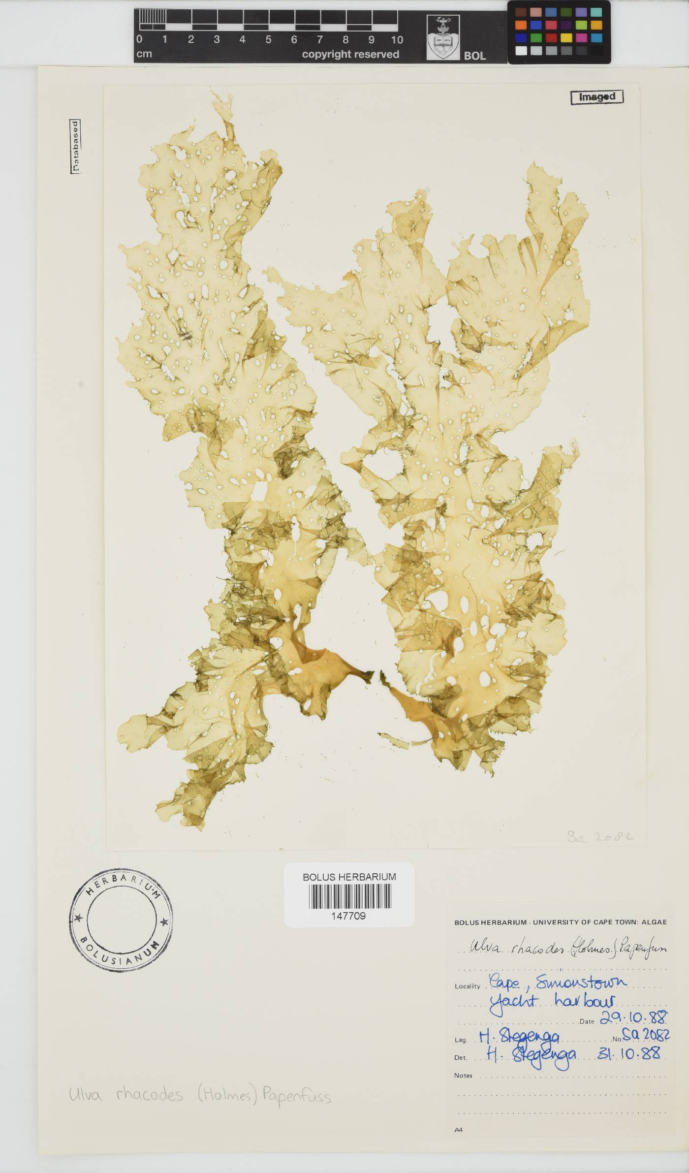 Ulva rhacodes image
