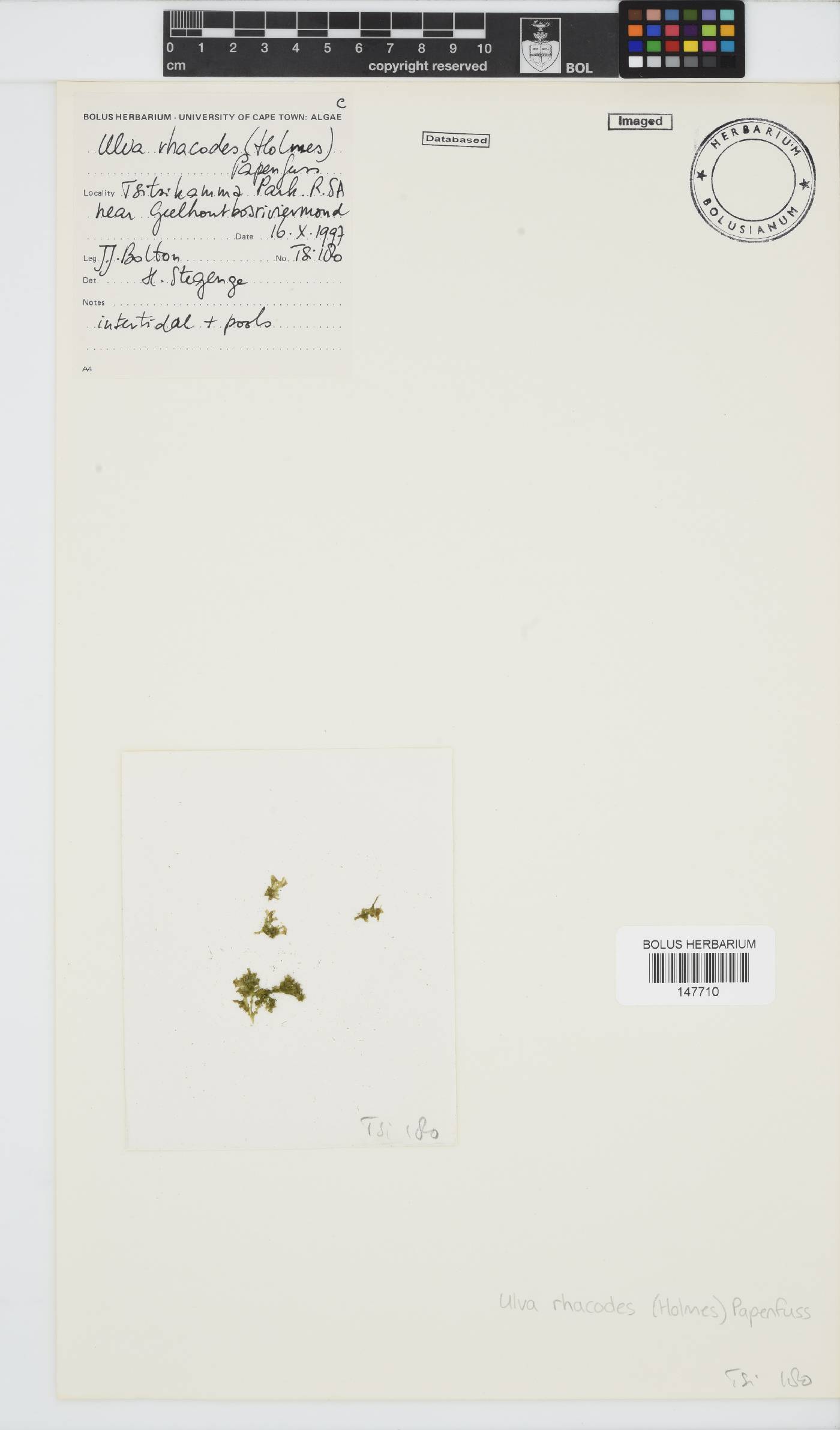 Ulva rhacodes image