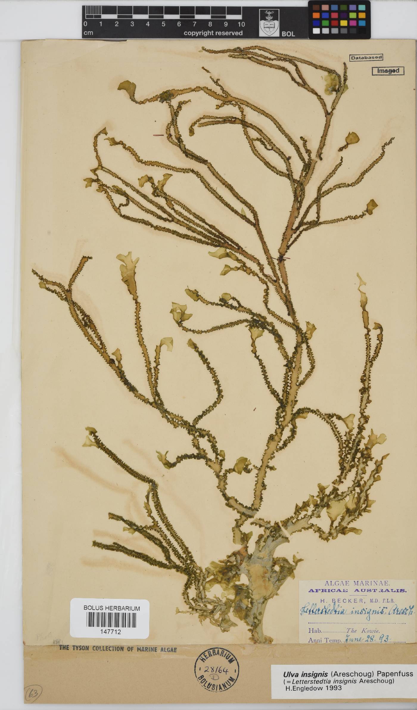 Letterstedtia insignis image