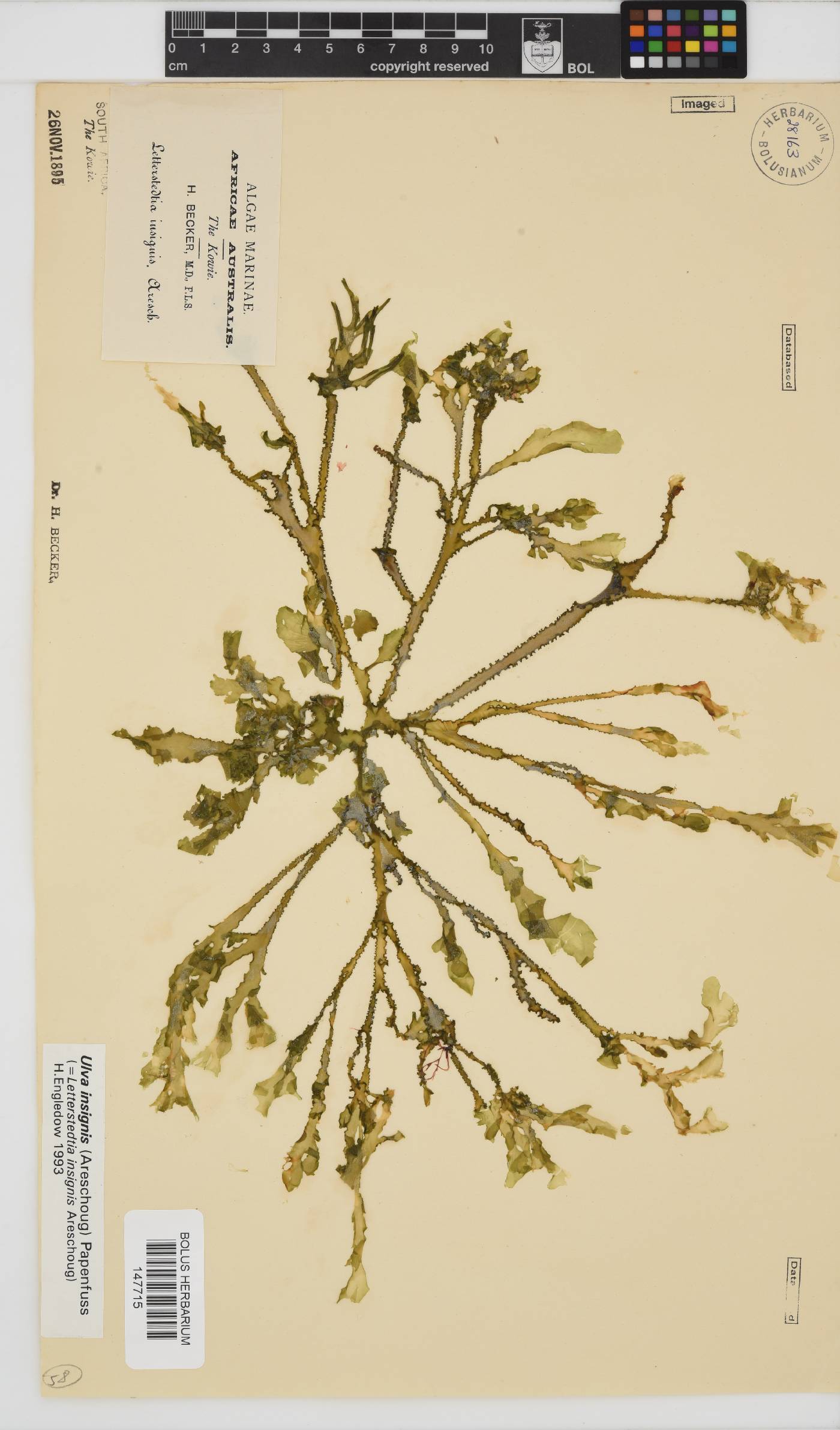 Letterstedtia insignis image