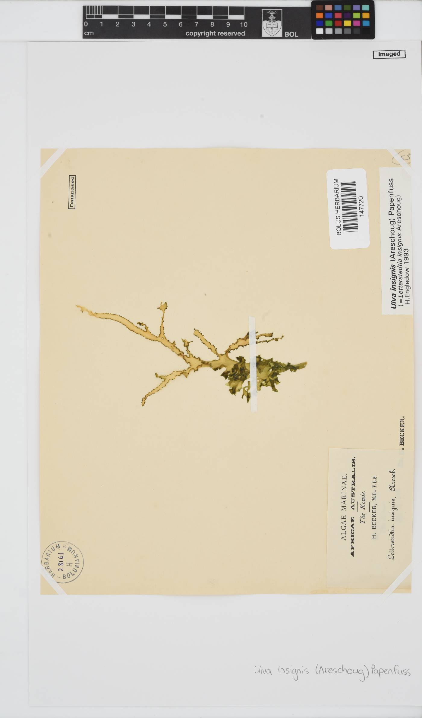 Letterstedtia insignis image