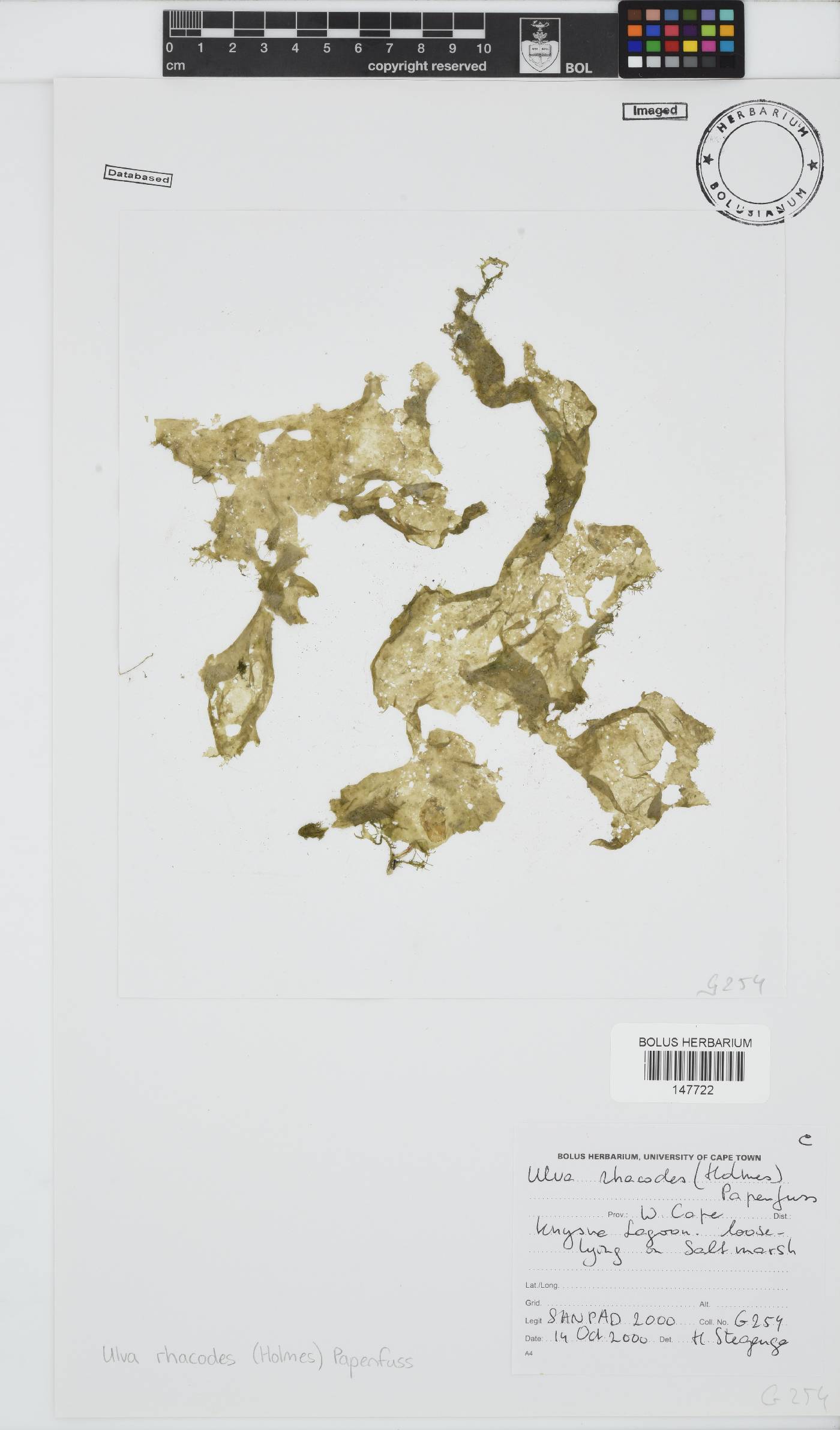 Ulva rhacodes image