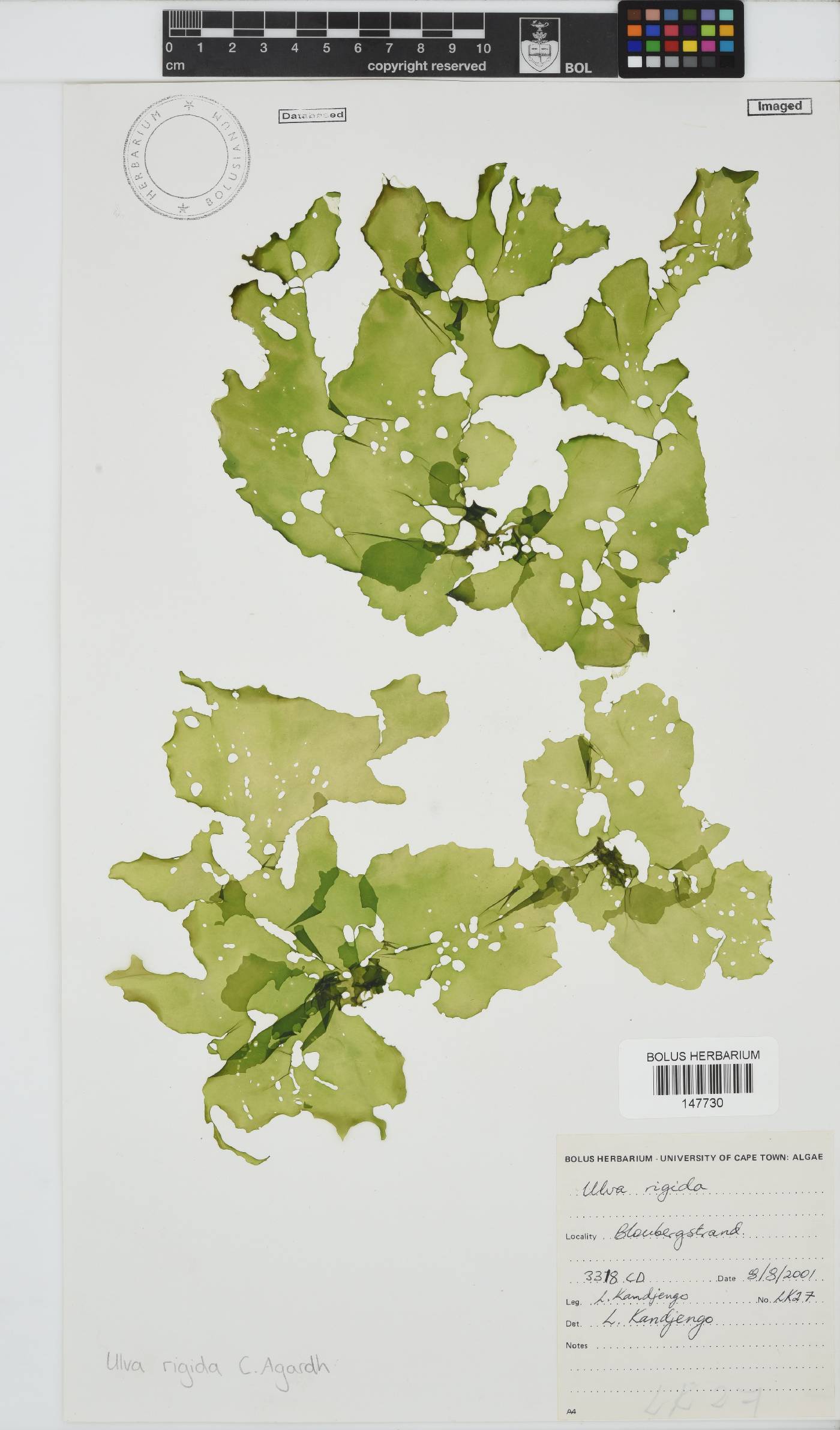 Ulva rigida image