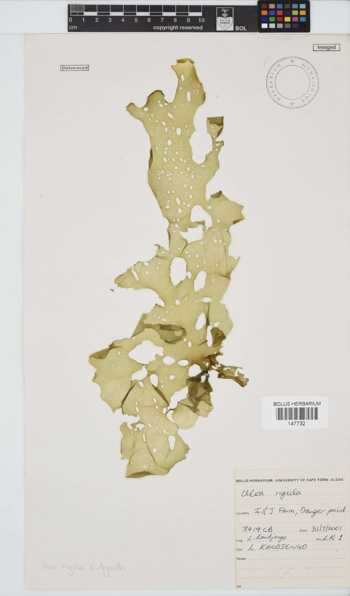 Ulva rigida image