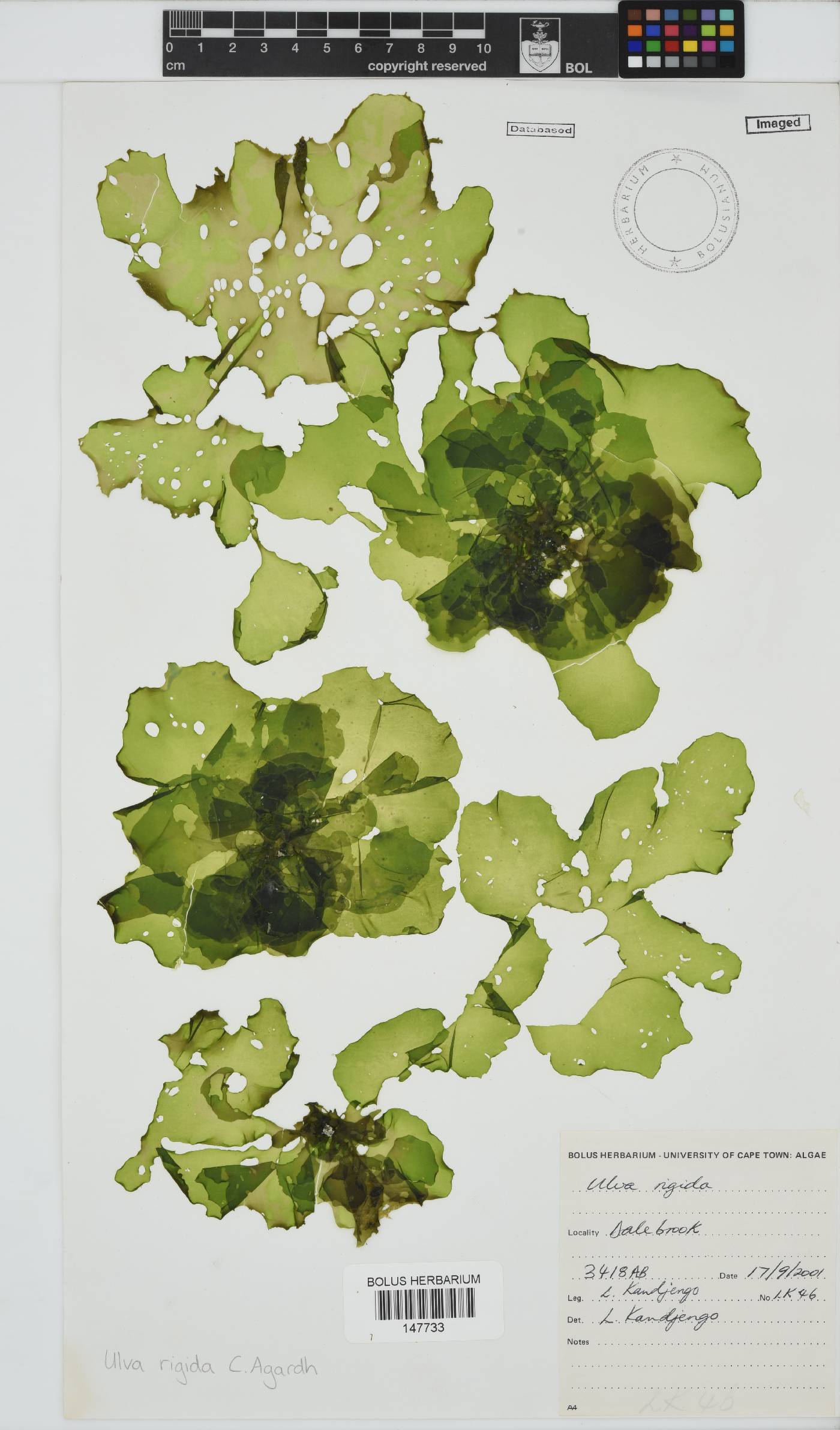 Ulva rigida image