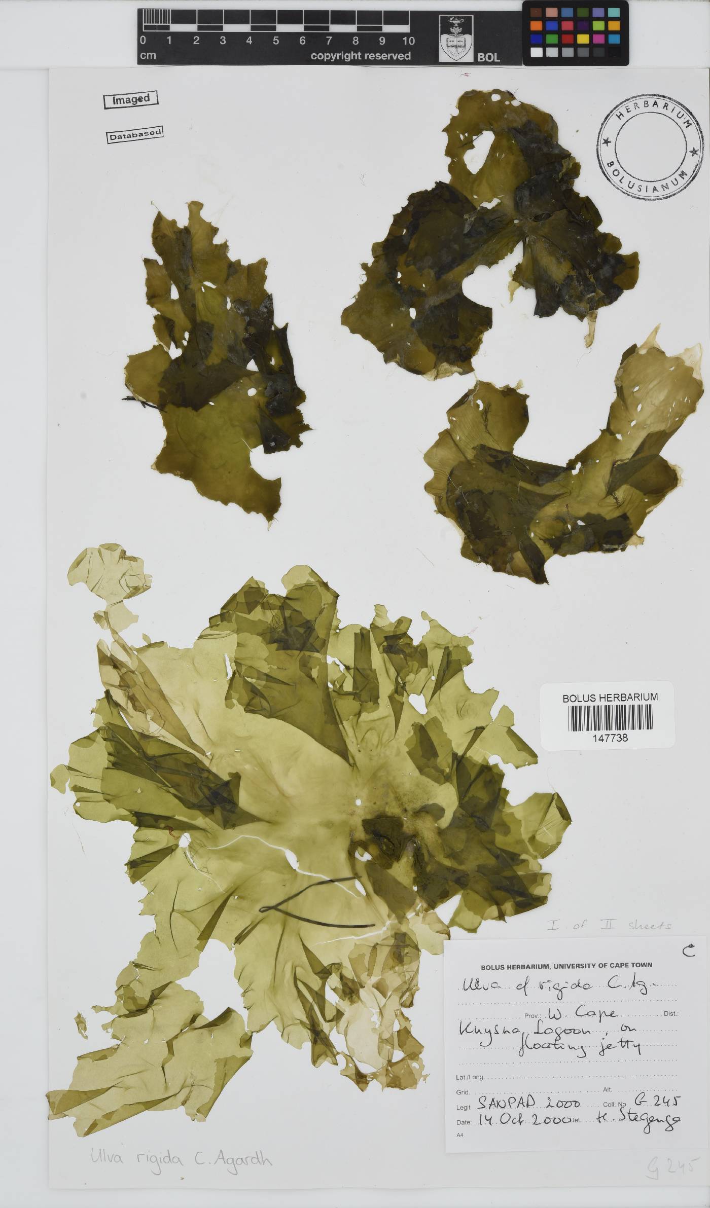 Ulva rigida image