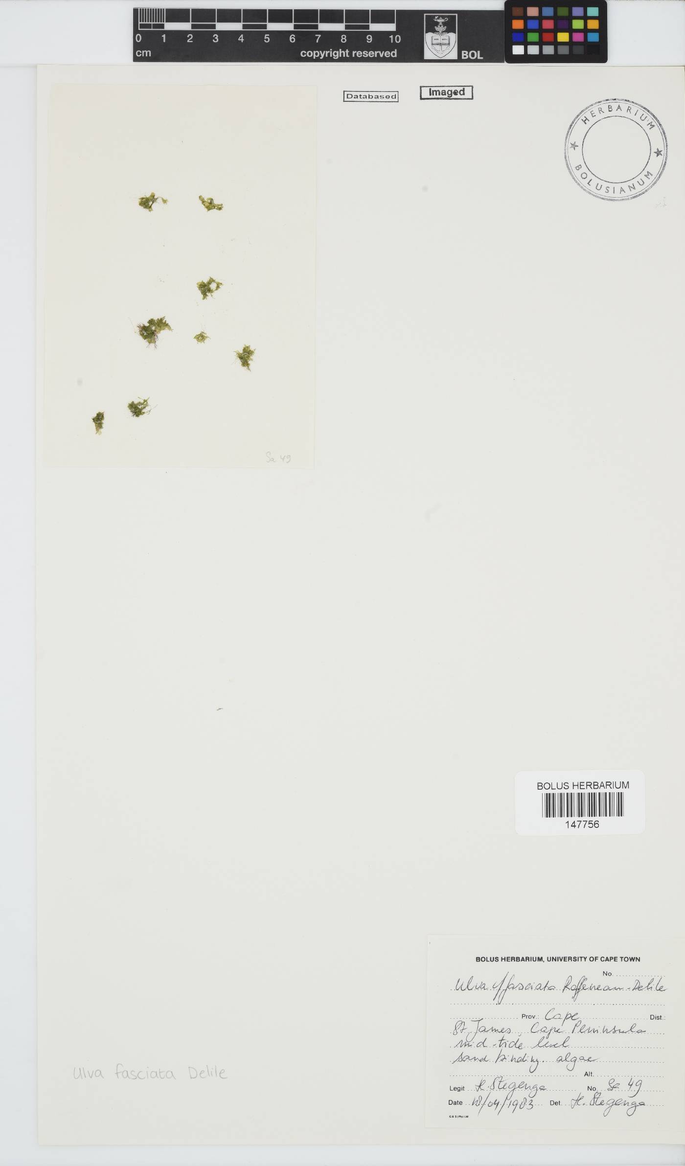 Ulva fasciata image