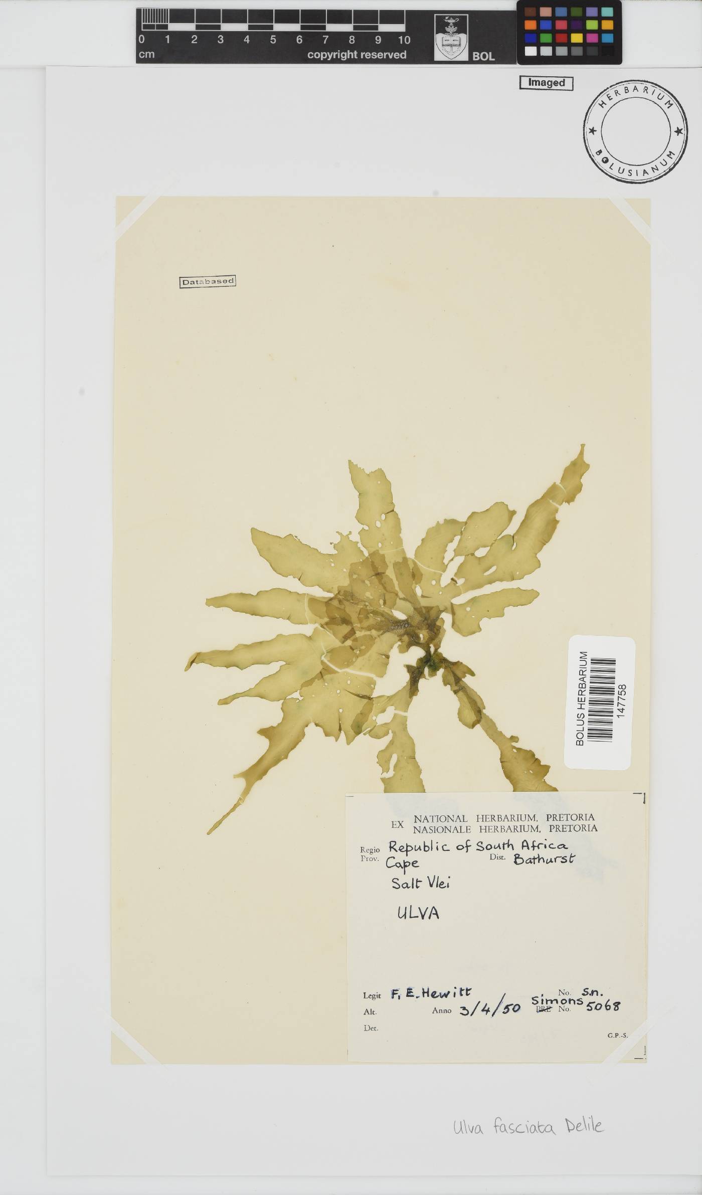 Ulva fasciata image